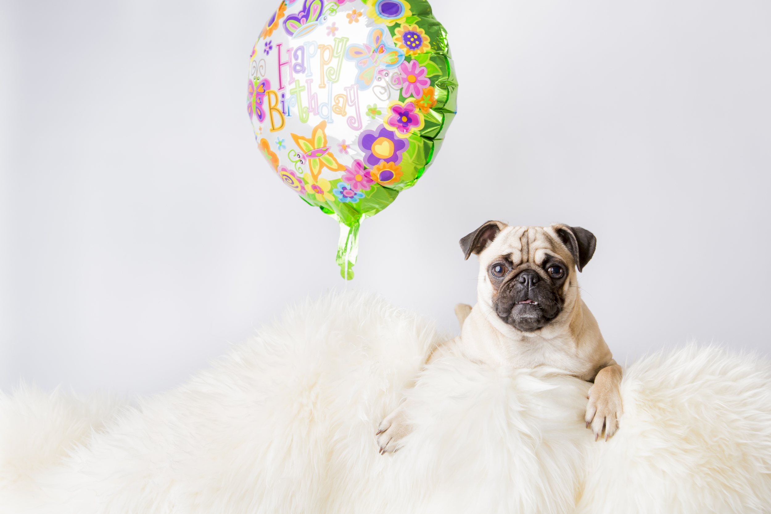 17 Pug birthday balloon pet photography studio session on white fur rug funny.jpg