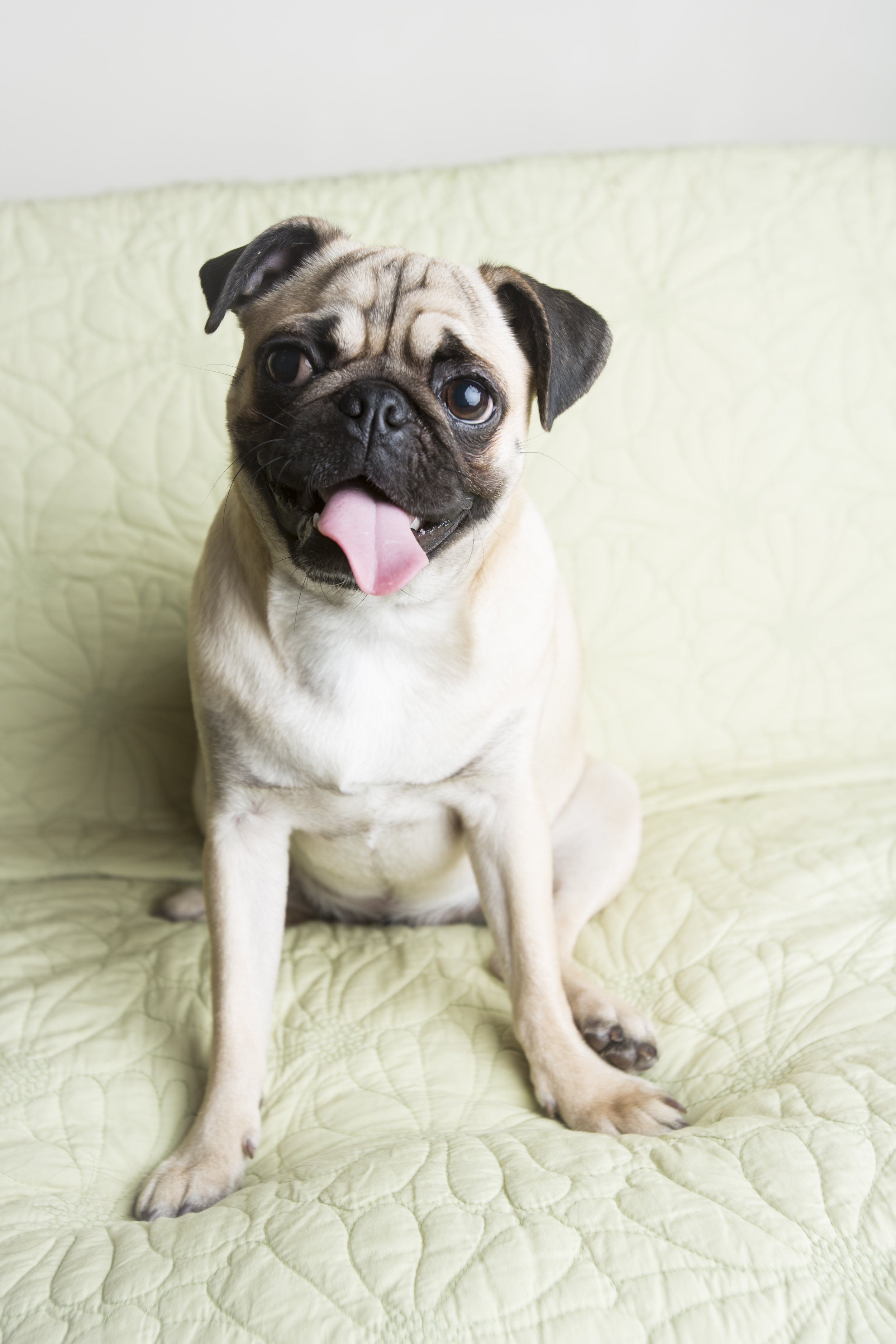 20 Pug pet photography studio session on light green couch background.jpg