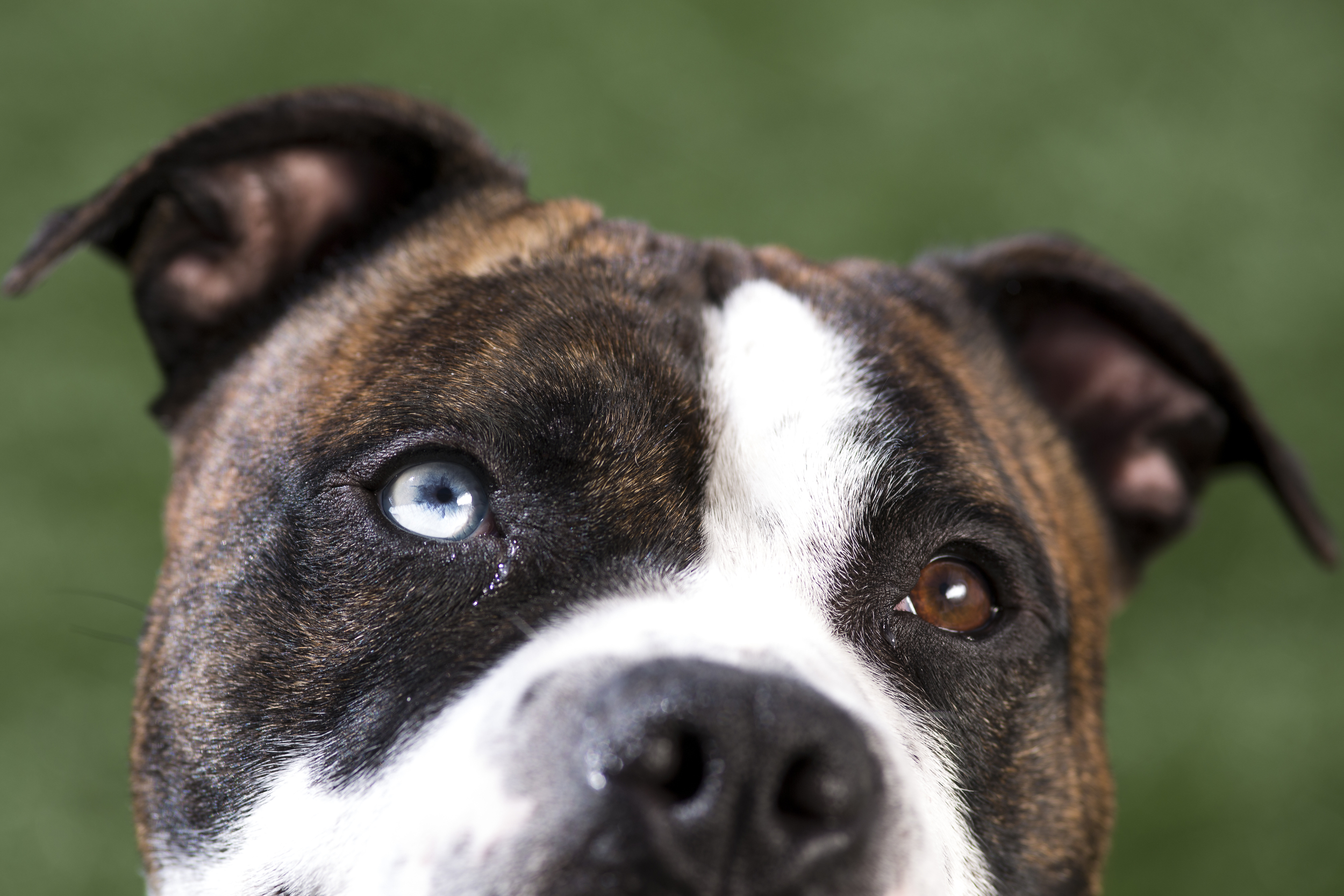 22 Bulldog mix outdoor dog pet photography session green grass beautiful eyes.jpg