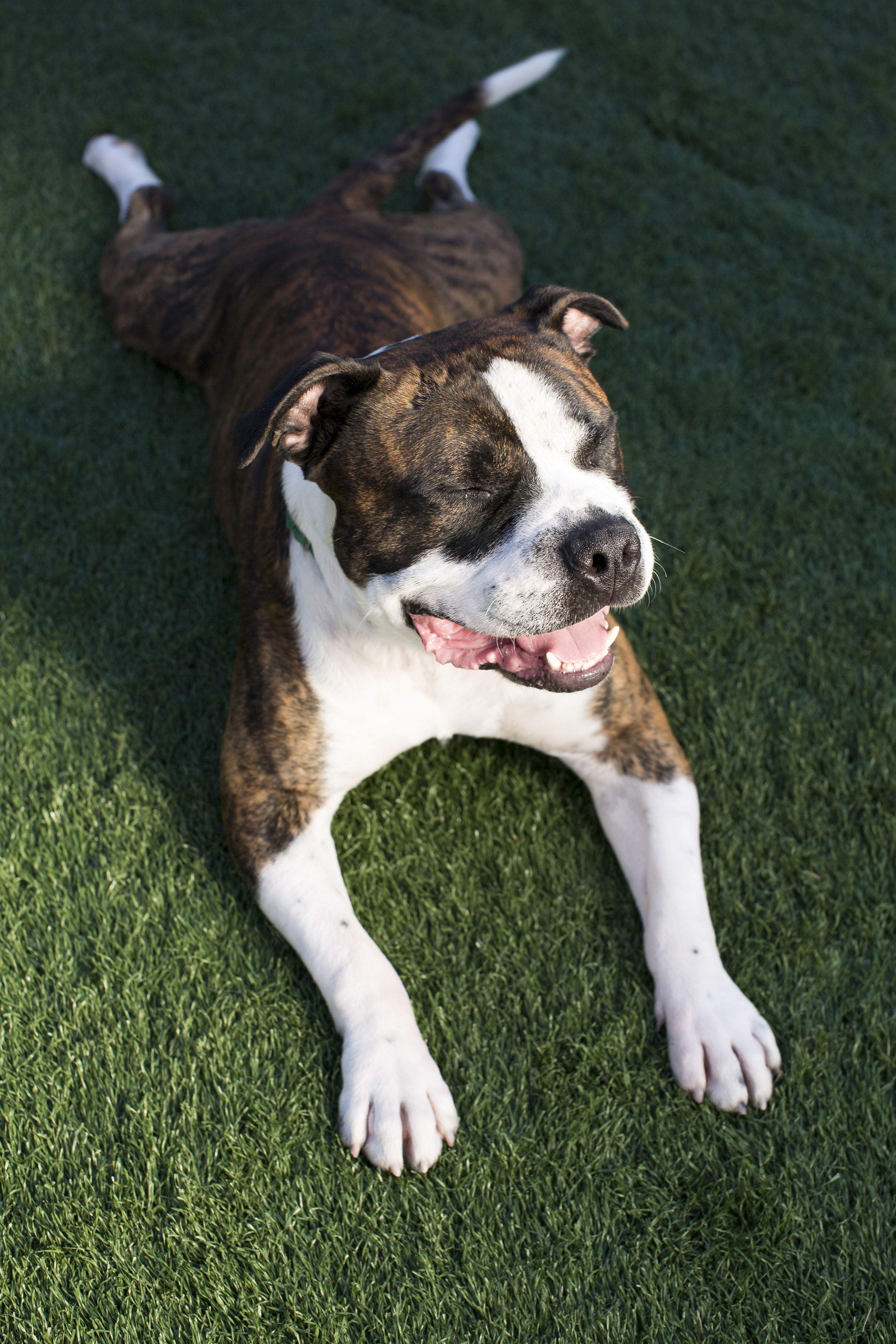 27 Bulldog mix outdoor dog pet photography session laying on green grass.jpg