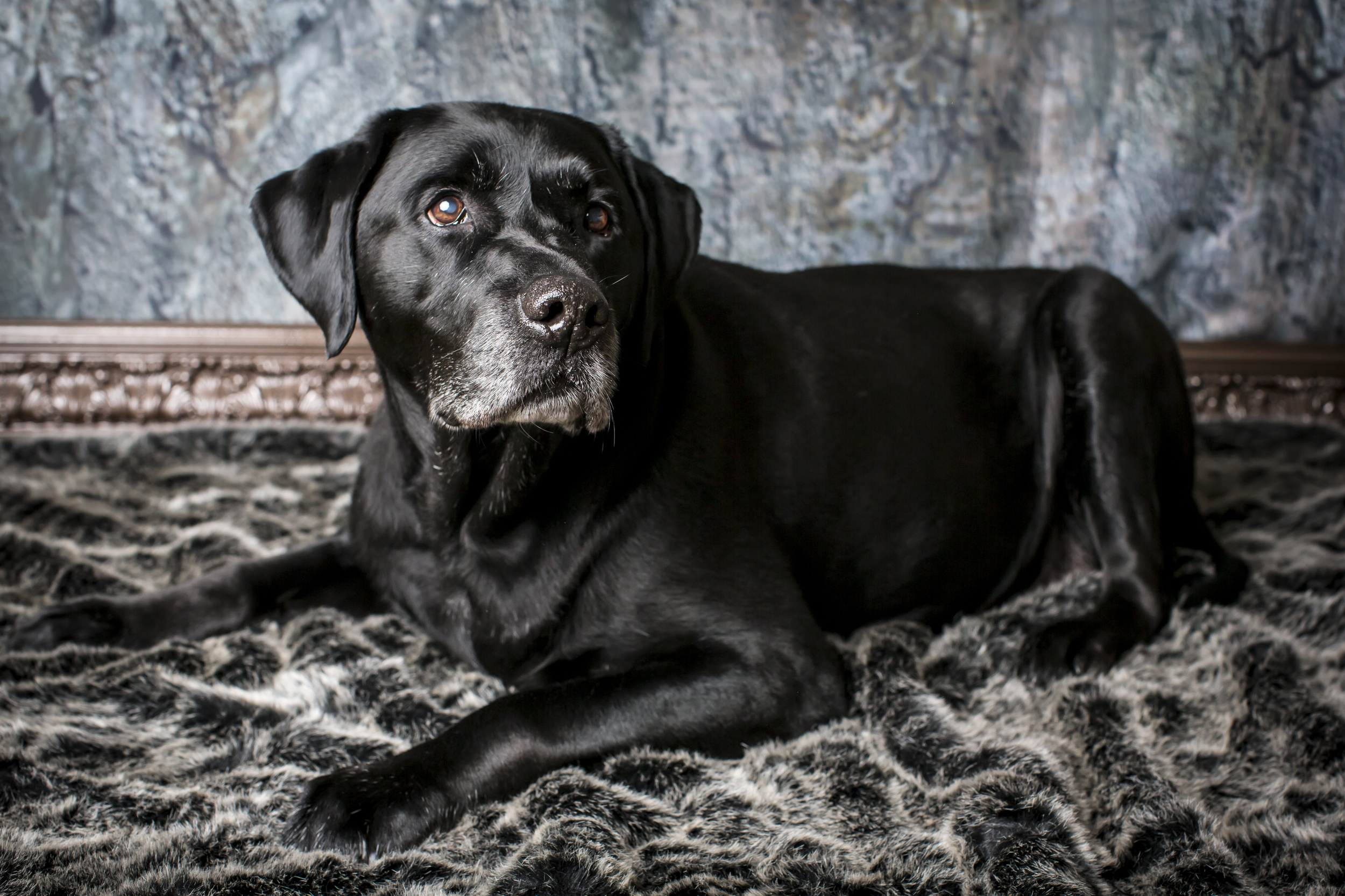 35 Black lab studio pet photography session tectured background laying on dark fur rug.jpg