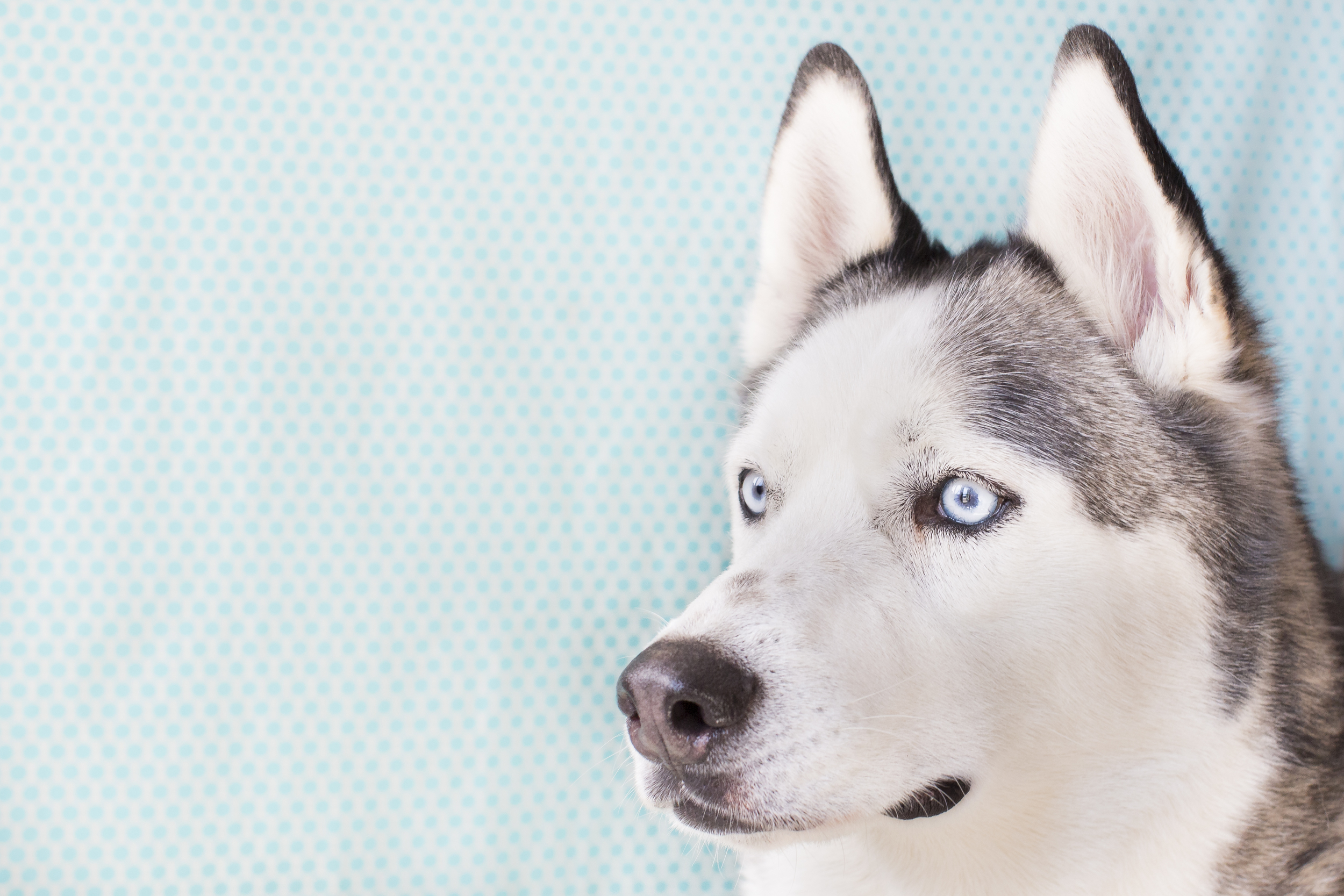 37 Huskey dog studio pet photography session on blue polka dot background blue eyes.jpg