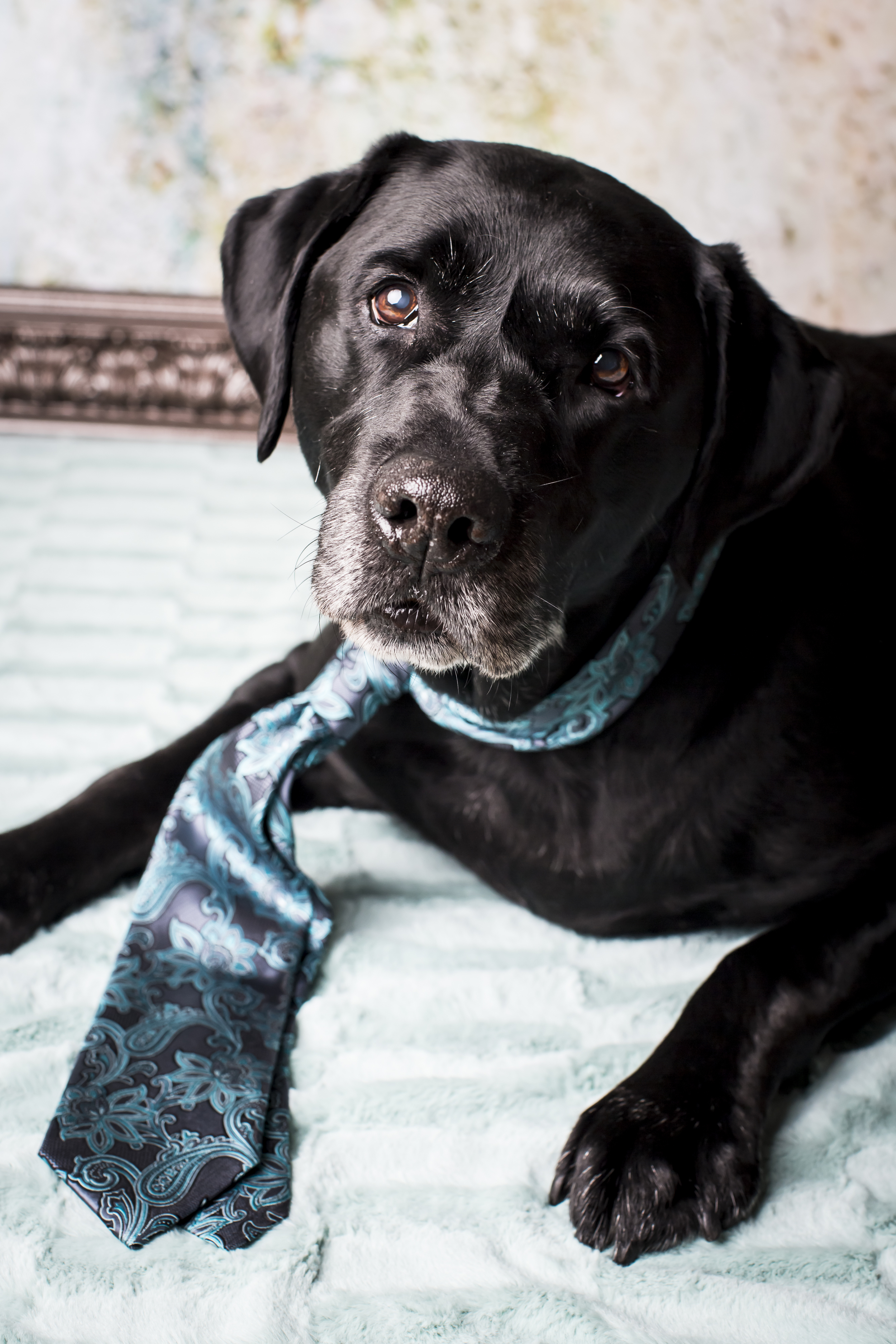 38 Black lab studio pet photography session tectured background laying on fur rug with tie.jpg