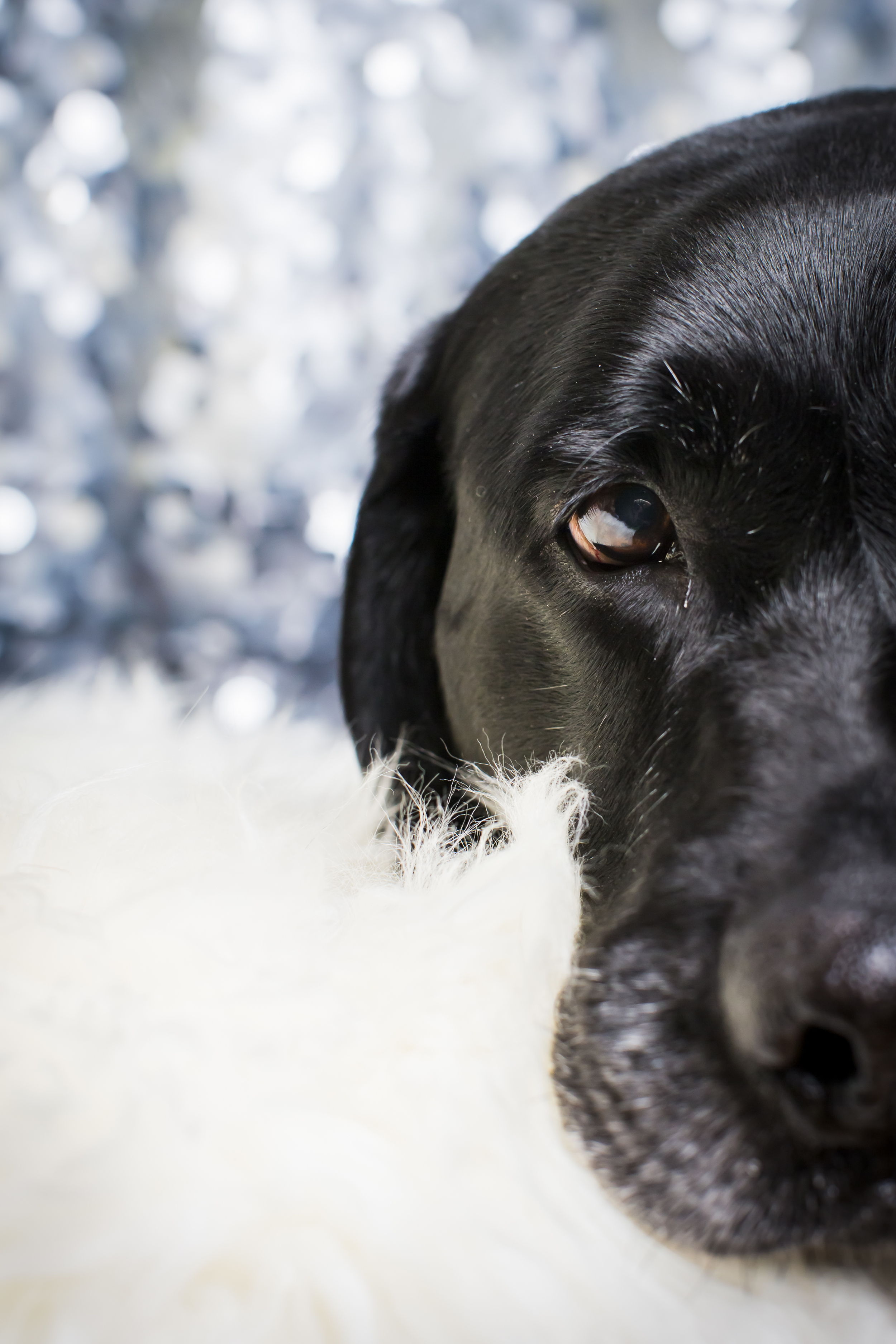 39 Black lab studio pet photography session sparkle background laying on white fur rug.jpg