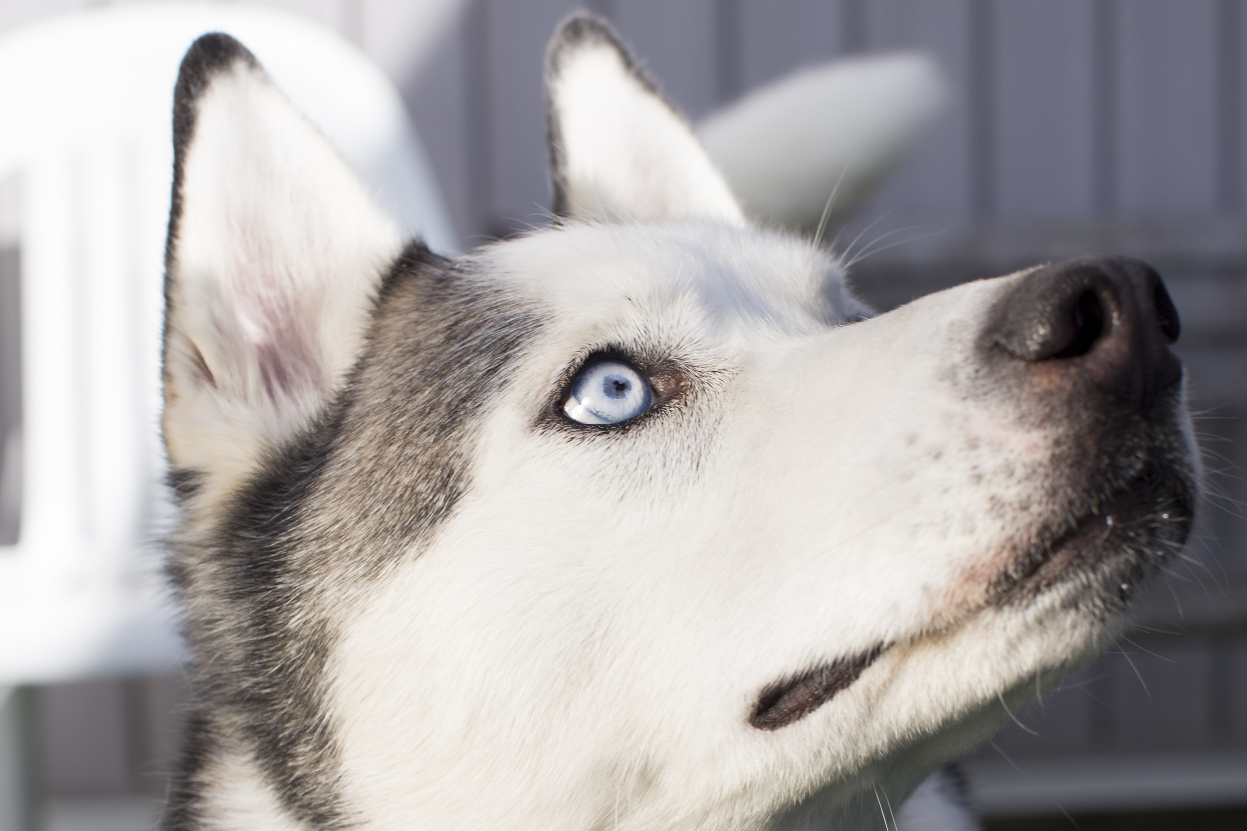 40 Huskey dog outdoor pet photography session blue eyes.jpg