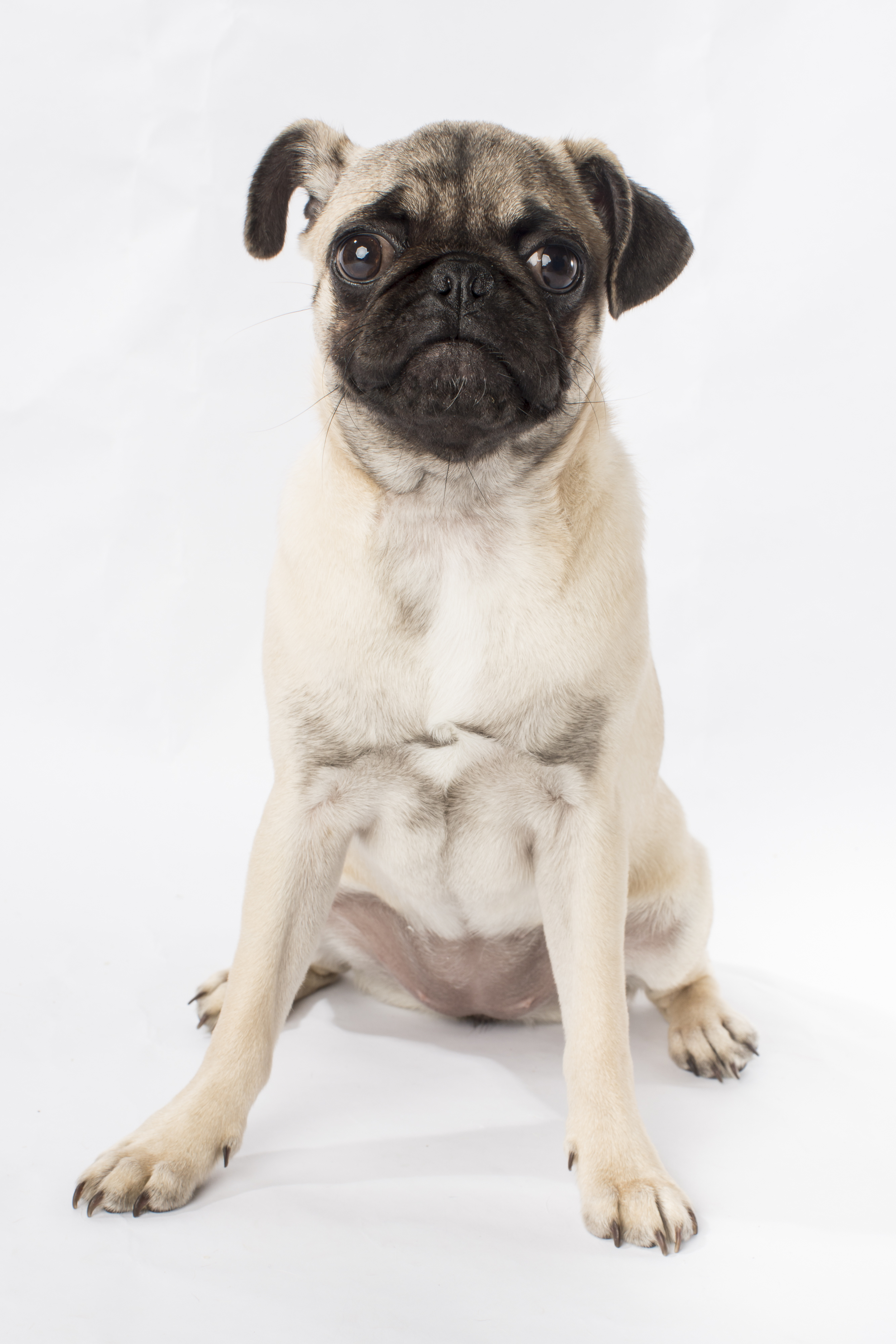 42 Silly pug face pet photography studio session on white background.jpg