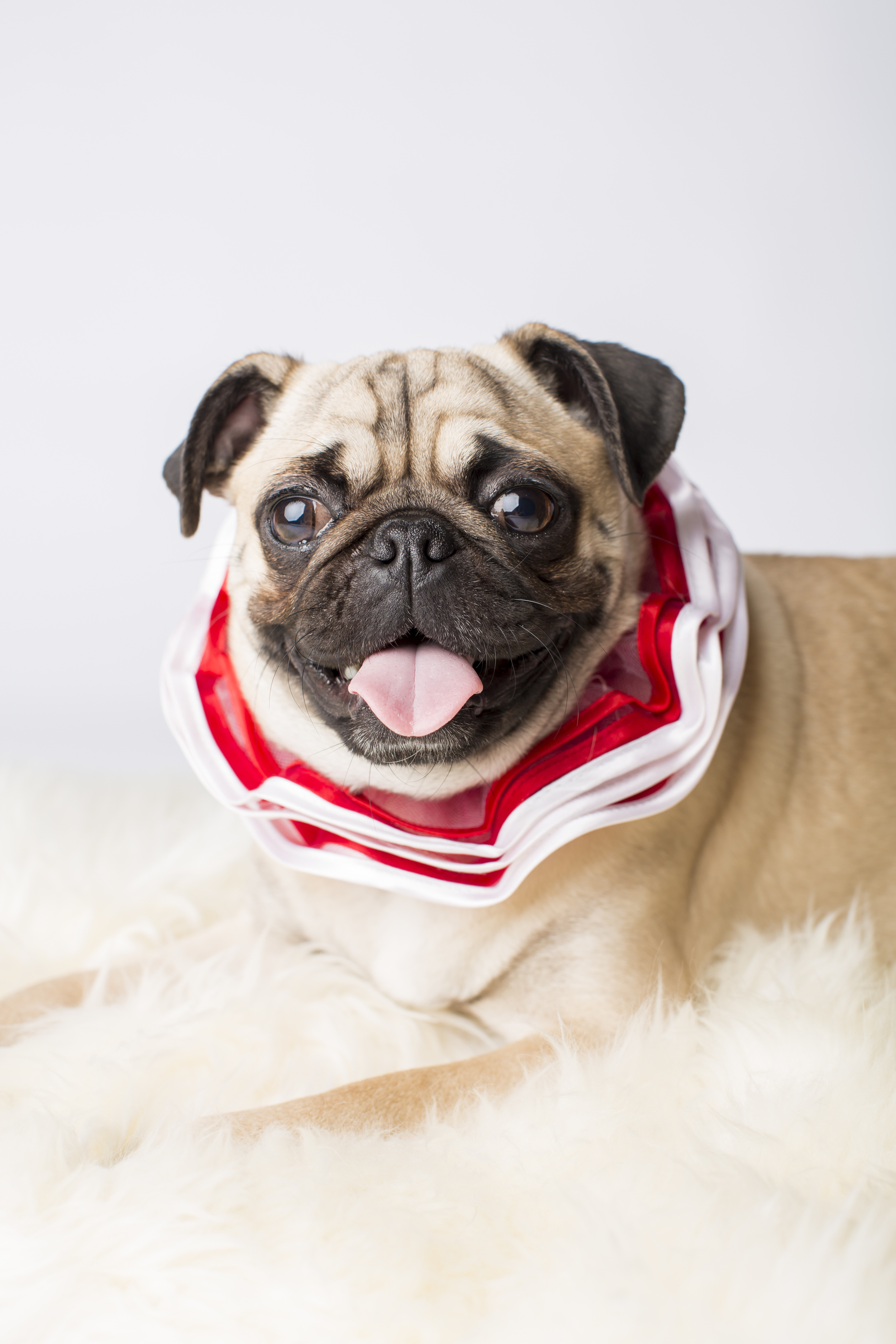 48 Happy pug holiday christmas collar pet photography studio session on white fur rug.jpg