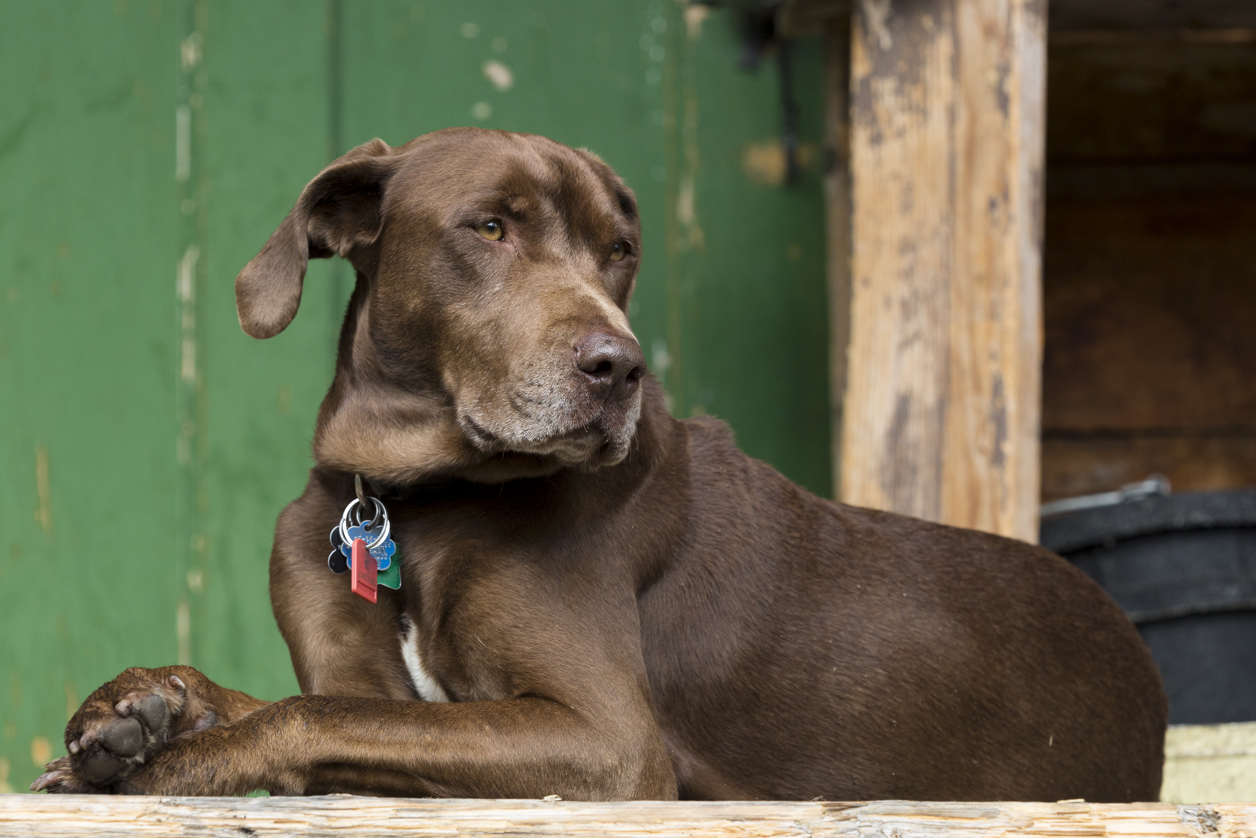 ChocLab_in_Colorado_Landscape_pet_portrait-6657.jpg