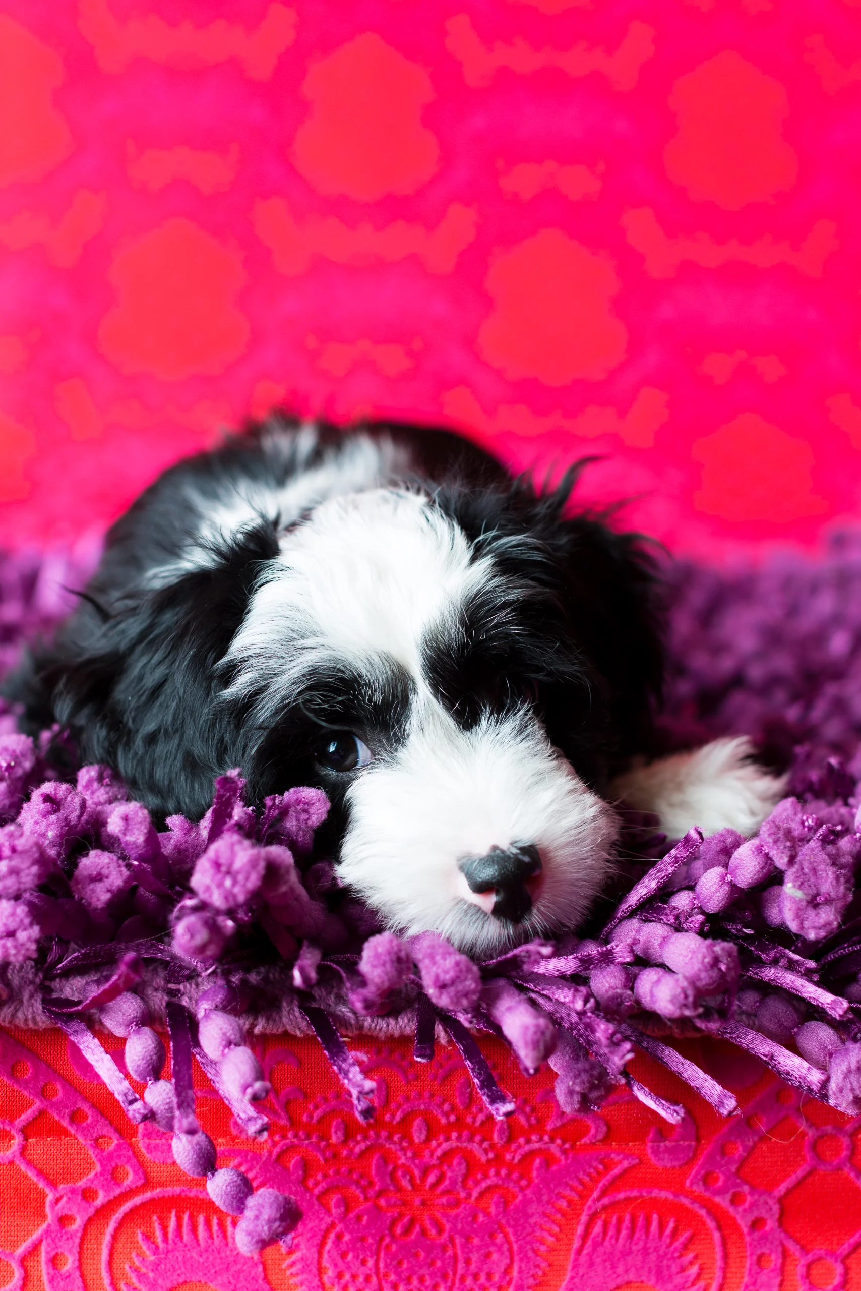02_Dog_Portraits_Pet_photography_Denver_Studio-2314.jpg