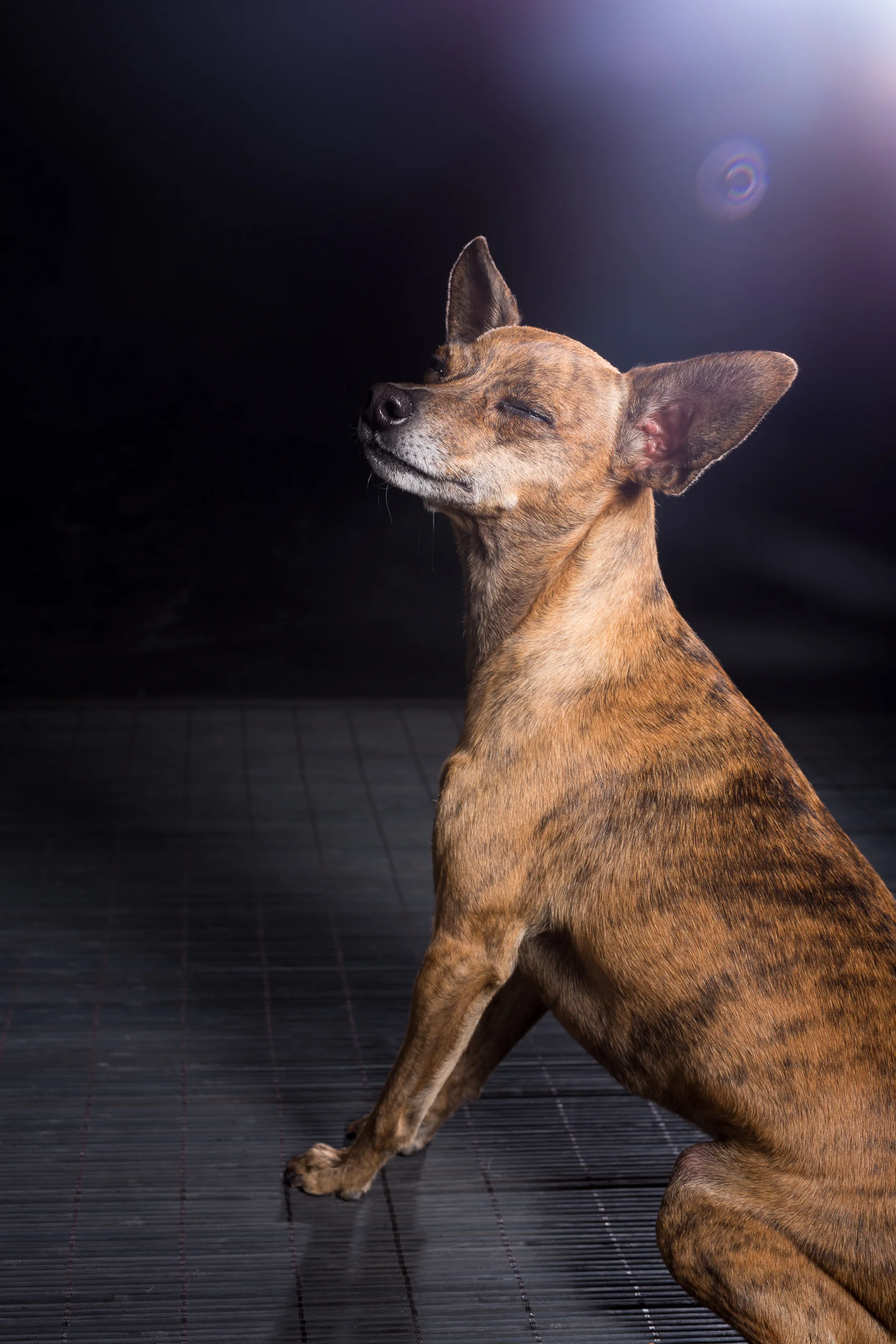 19_Dog_Portraits_Pet_photography_Denver_Studio-2523.jpg