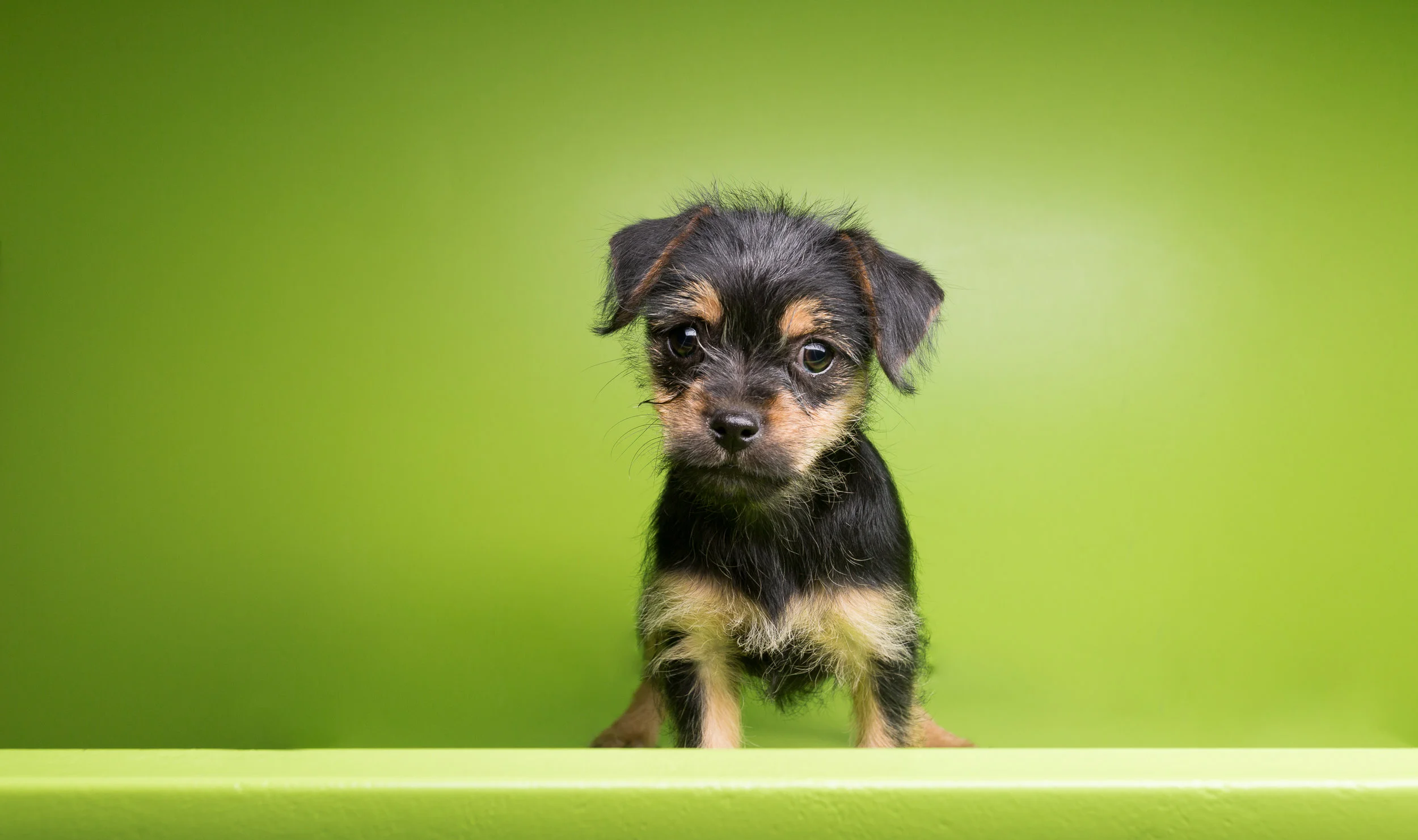 JK_grooming_SWAR_PetAdoptionEvent-.jpg