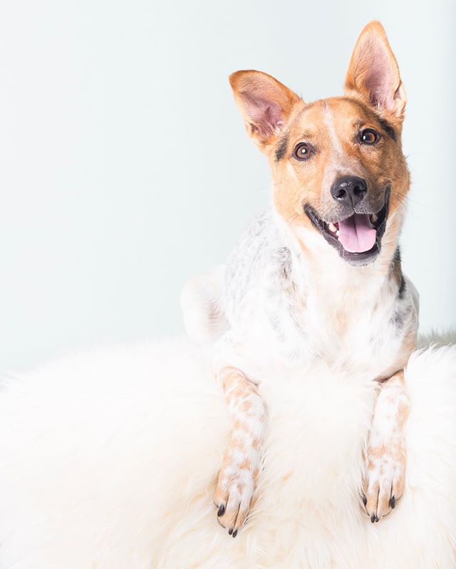 Up on the blog today: Daisy. Link in bio 👆🏻.
.
.
.
.
#animaltherapy #cuddletherapy #furbabies #furrysubjects #cattledogmix #cattledog #germanshepardmix #germanshepard #jackrussellmix #jackrussell #redheeler #spotteddog #tennisballlover #everycreatu
