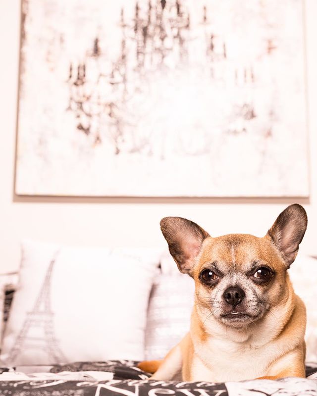 I #lovelovelove it when a client loves to decorate as much as I do!! When I walk into a home that is styled with cohesive themes and color palettes, I feel like a kid in a candy store. It makes it super fun to scope out great spots to pose your furry