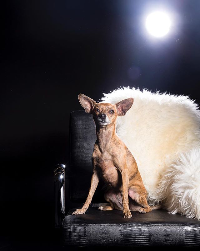 Bebe is up on the blog today.  Link in bio👆🏻#chihuahua #chihuahuasofinstagram #petstar #chihuahuaportrait #loveyourfurbabies #leatherchair #tinydogs #lovethatmug #coloradopetphotographer #expressivepetportraits #minisession #denverpetevents #denver