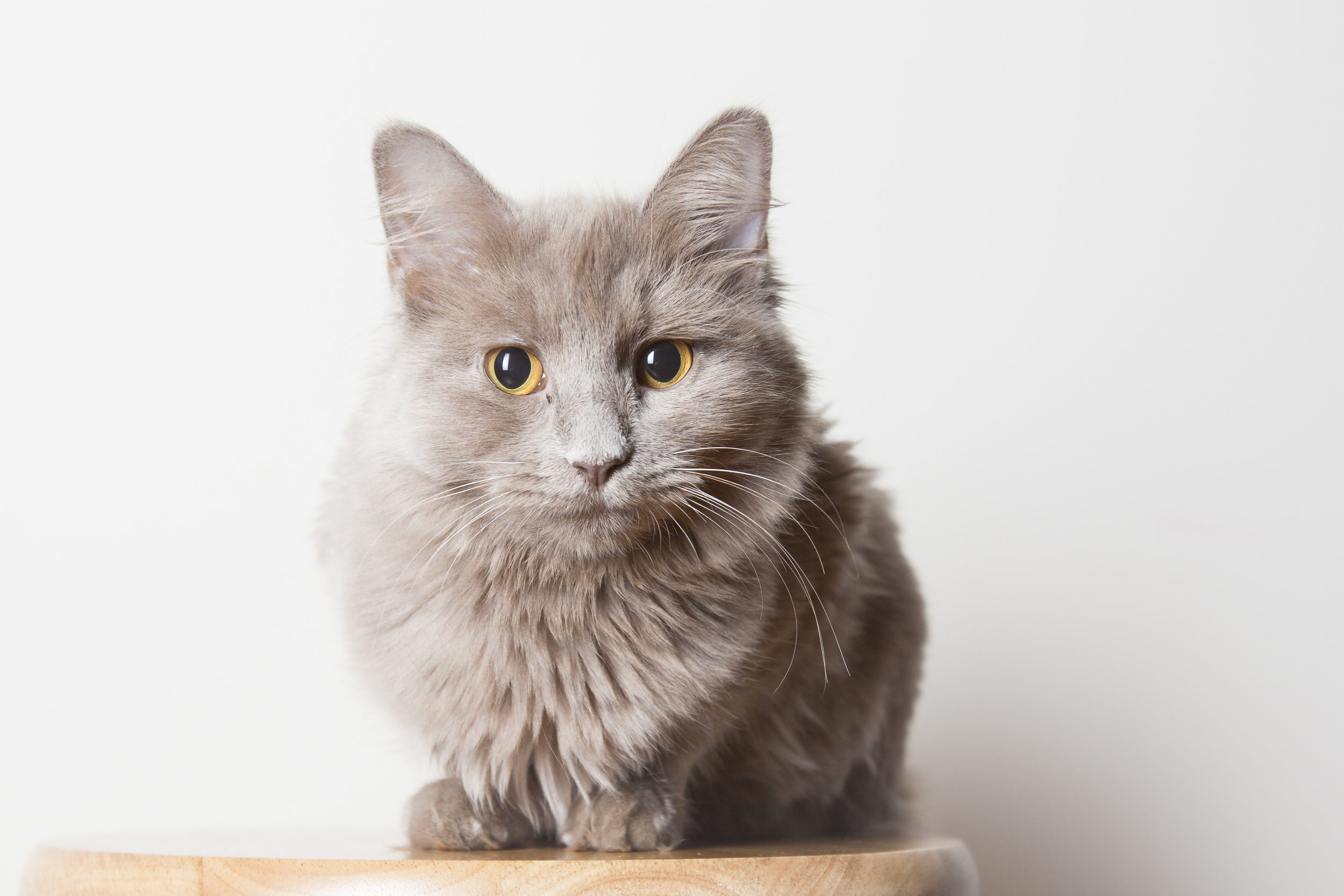 05 tan long hair cat pet photography studio session on white wall.jpg