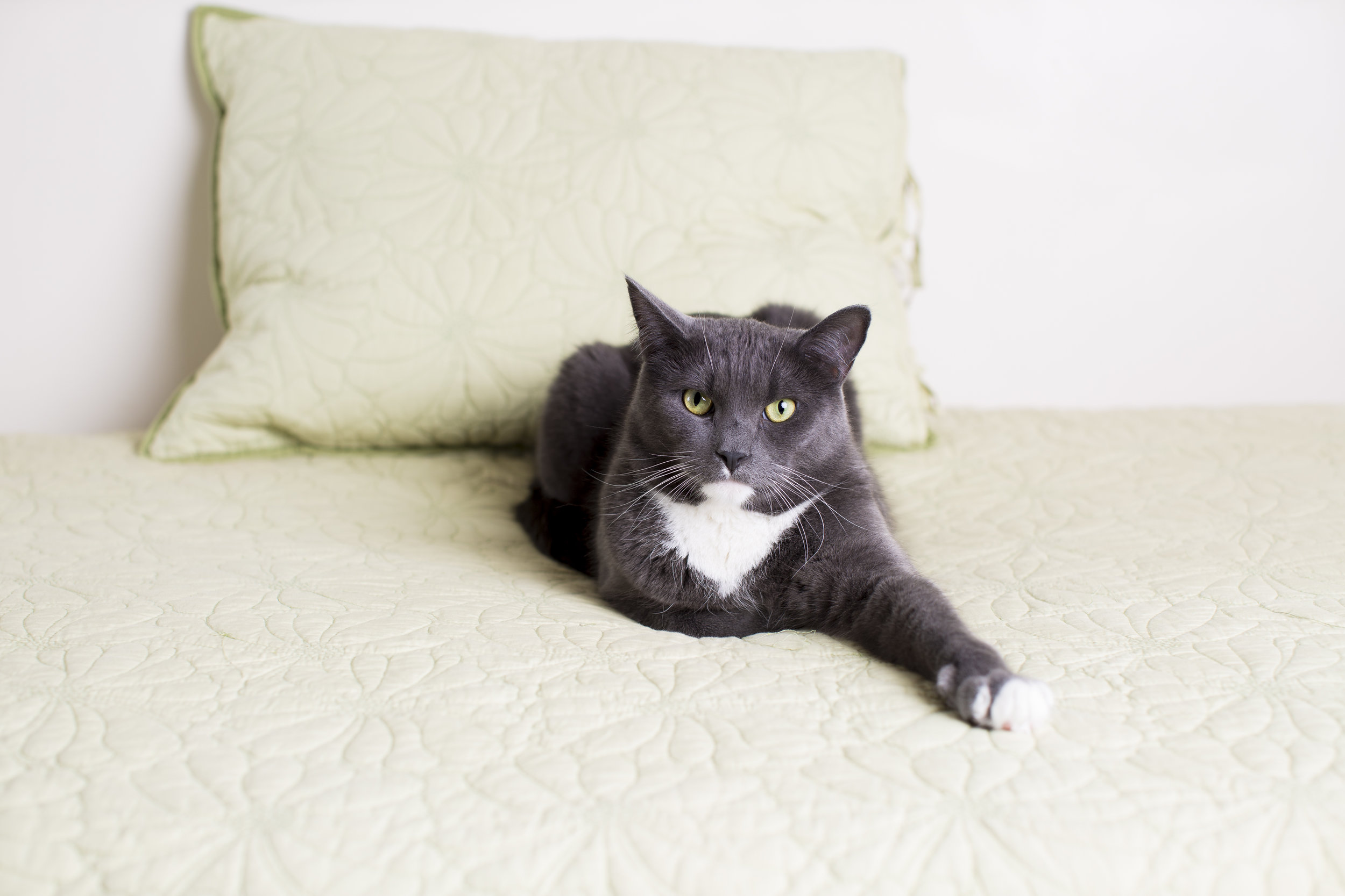08 lifestyle grey and white cat pet photography on light green couch.jpg