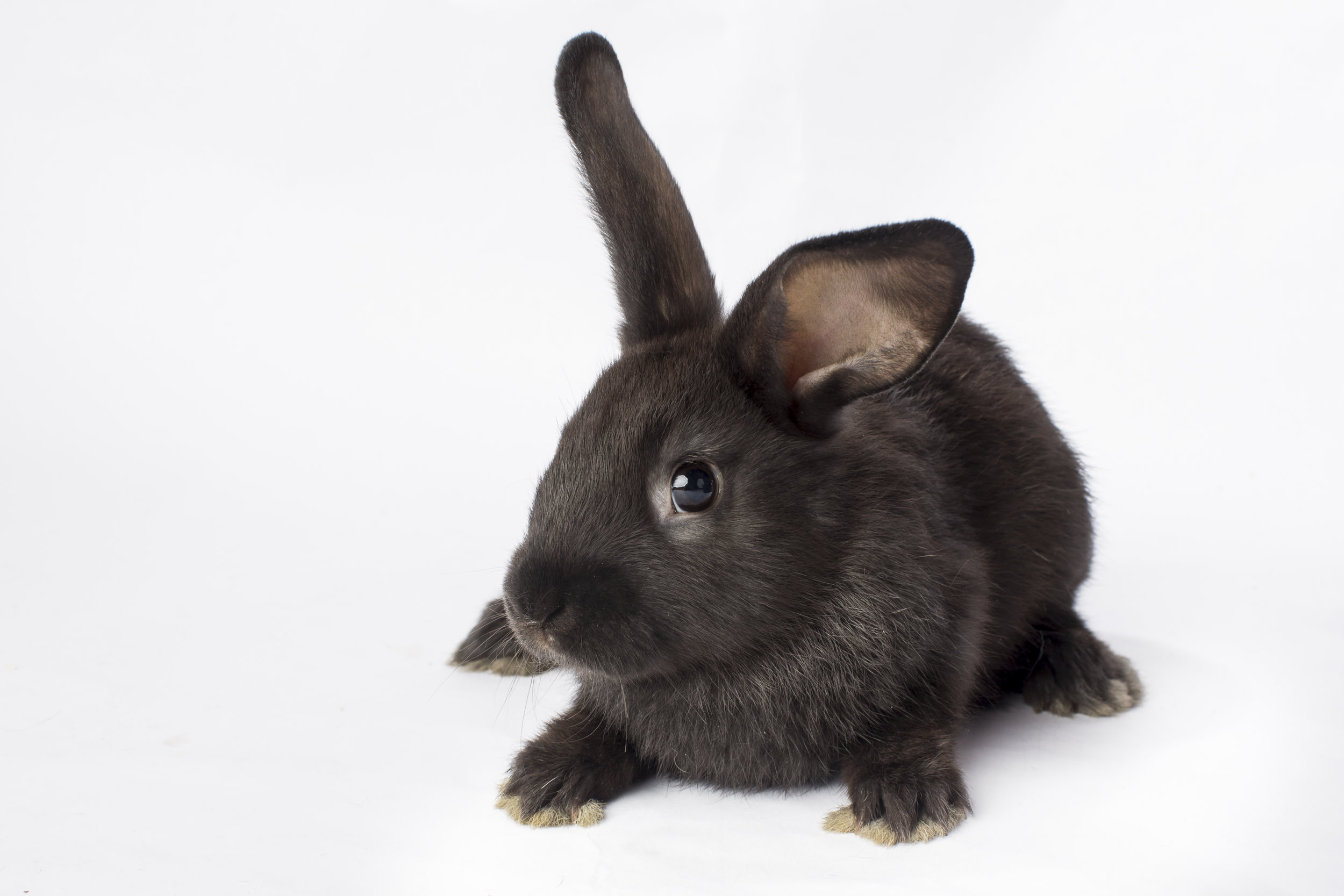 17 black bunny rabbit pet photography studio session on white 2.jpg