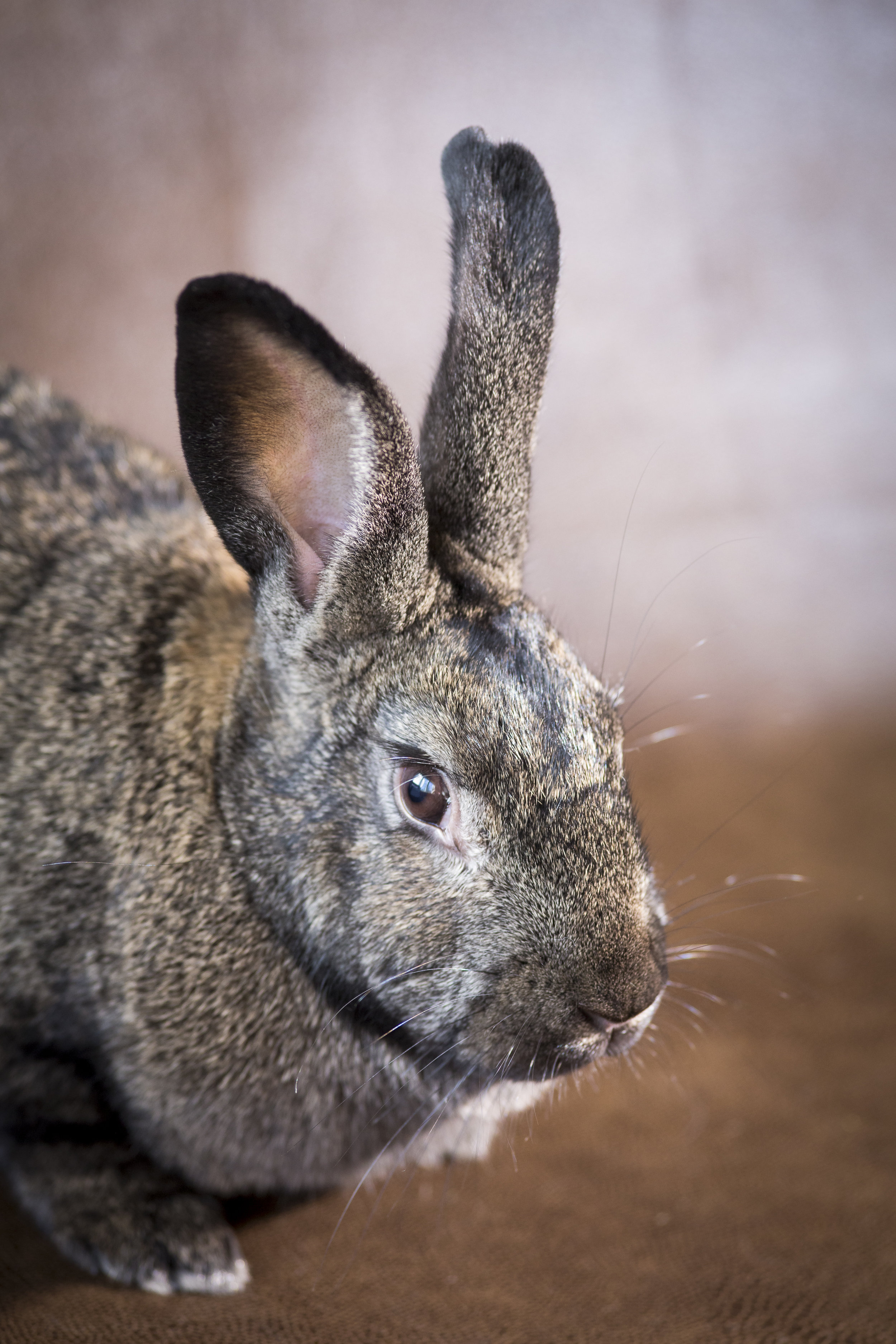 28 tan and black bunny rabbit pet photography studio session on worn leather fabric.jpg