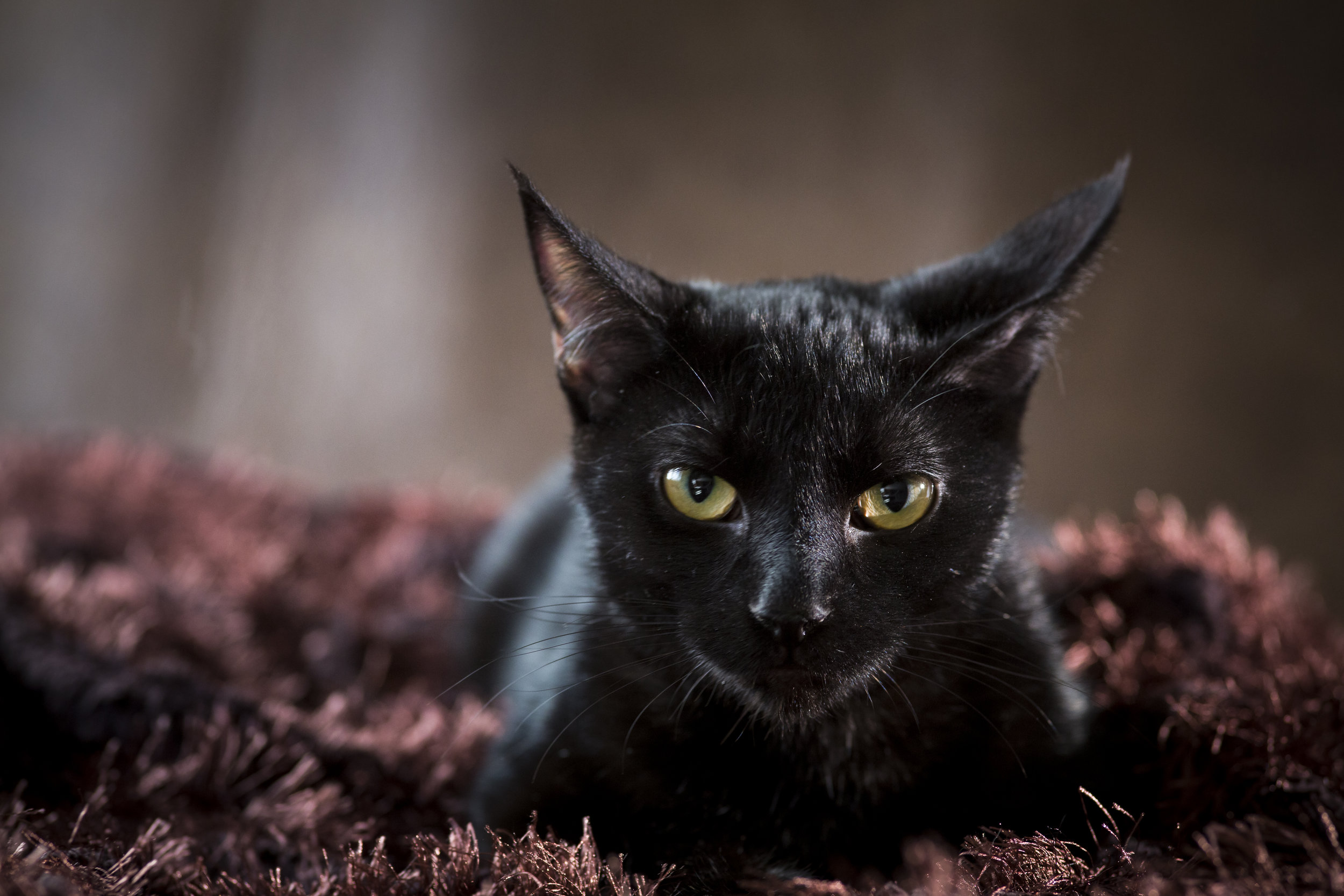 36 black cat pet photography studio session on brown fur rug with leather background cool eyes.jpg