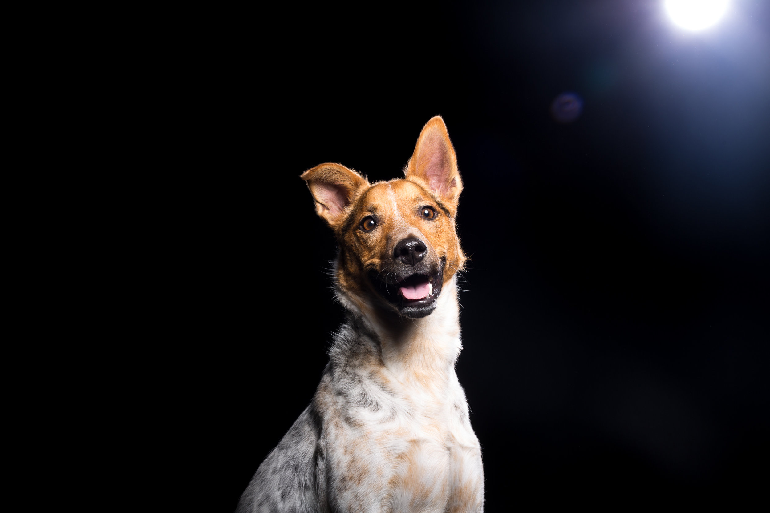 14_Dog_Portraits_Pet_photography_Denver_Studio-2134.jpg