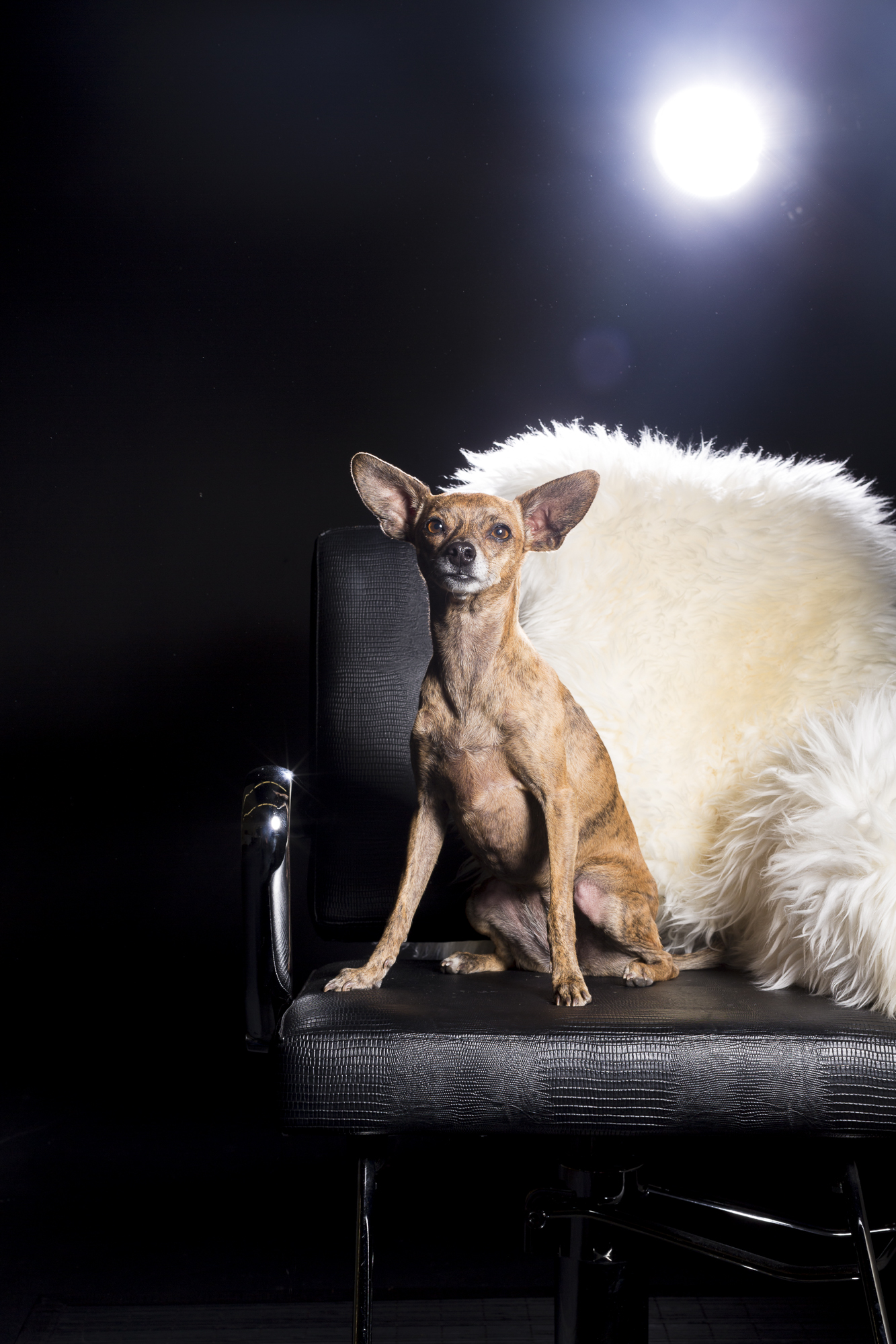 Bebe_chihuahua_dog_portraits-2631.jpg