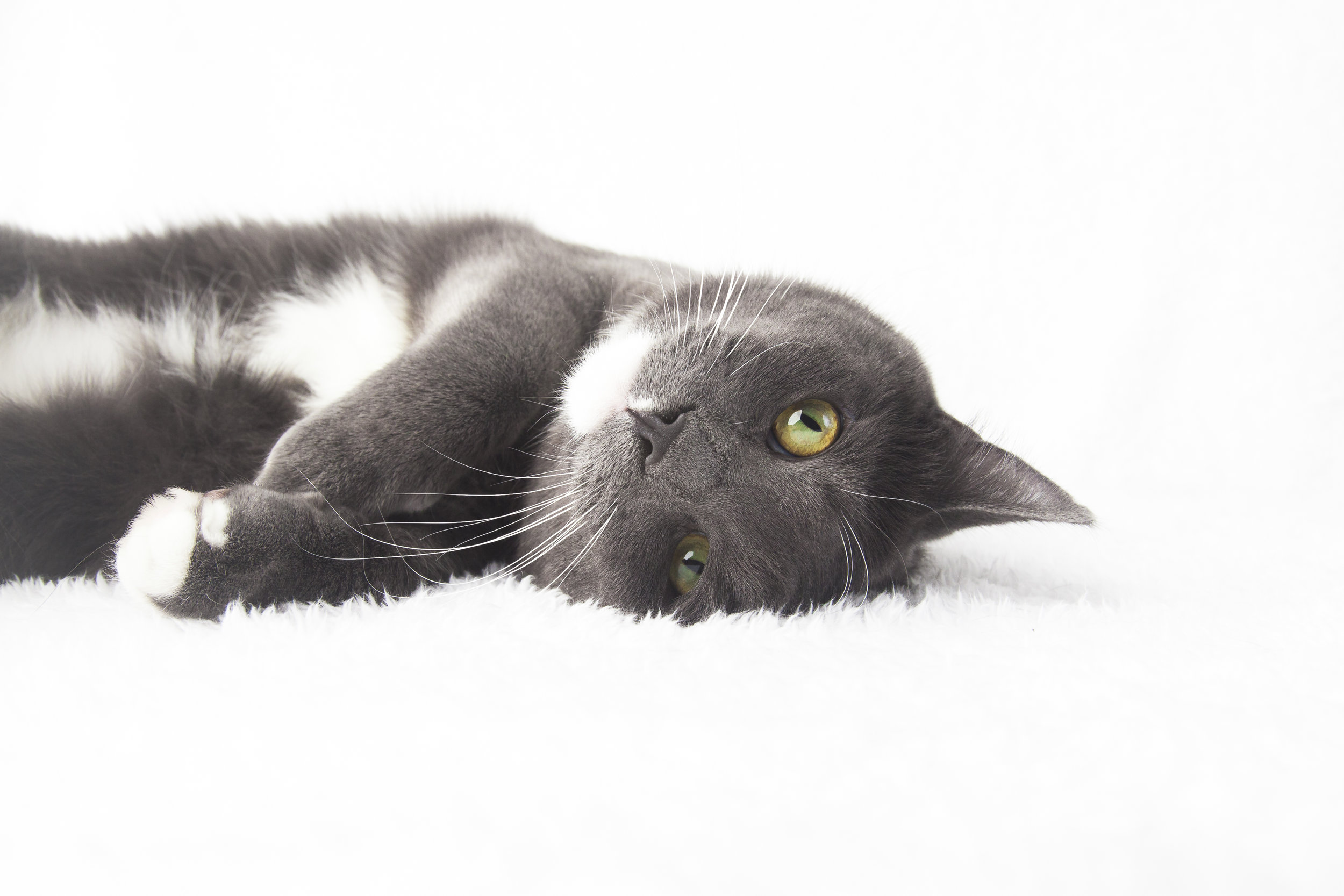 18 grey and white cat pet photography studio session on white fur rug laying down.jpg