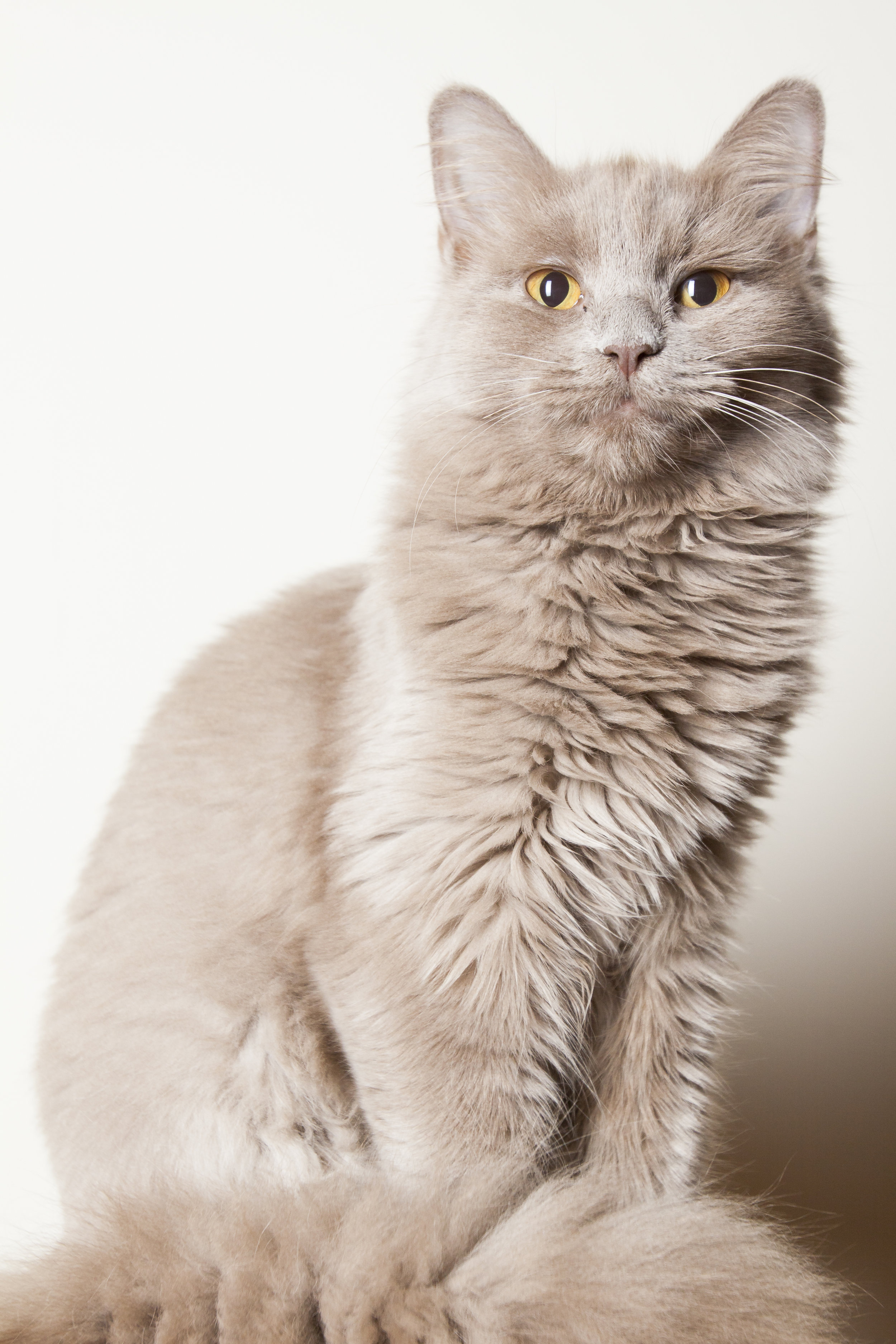 14 regal tan long hair cat posing pet photography studio session on white wall.jpg
