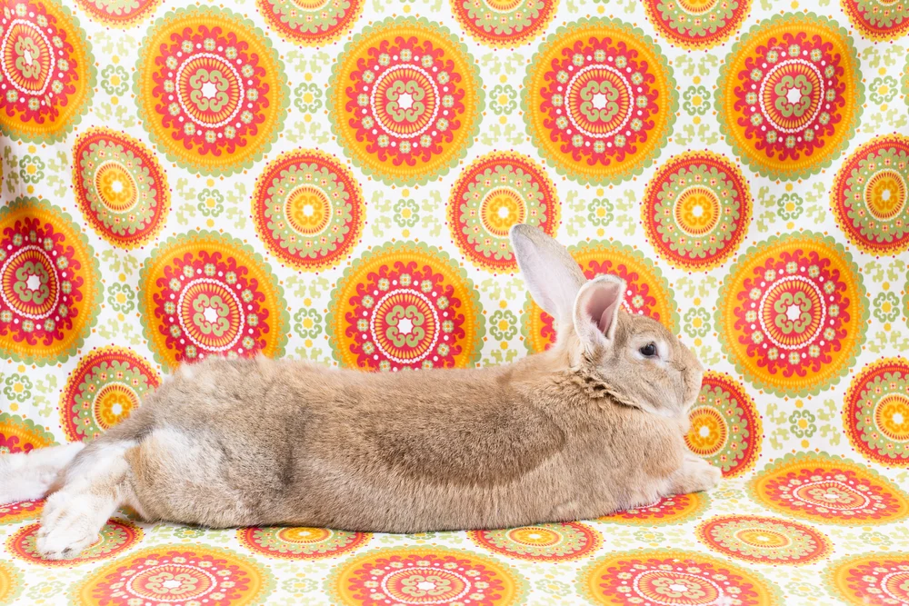 Hippity Hoppity Easter's on it's way — Colorful Life Studios