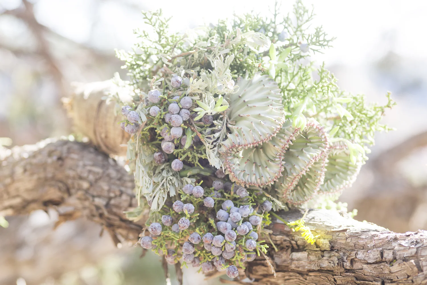 UnaweepCanyon_ColoradoDesert_Elopement-7519.jpg