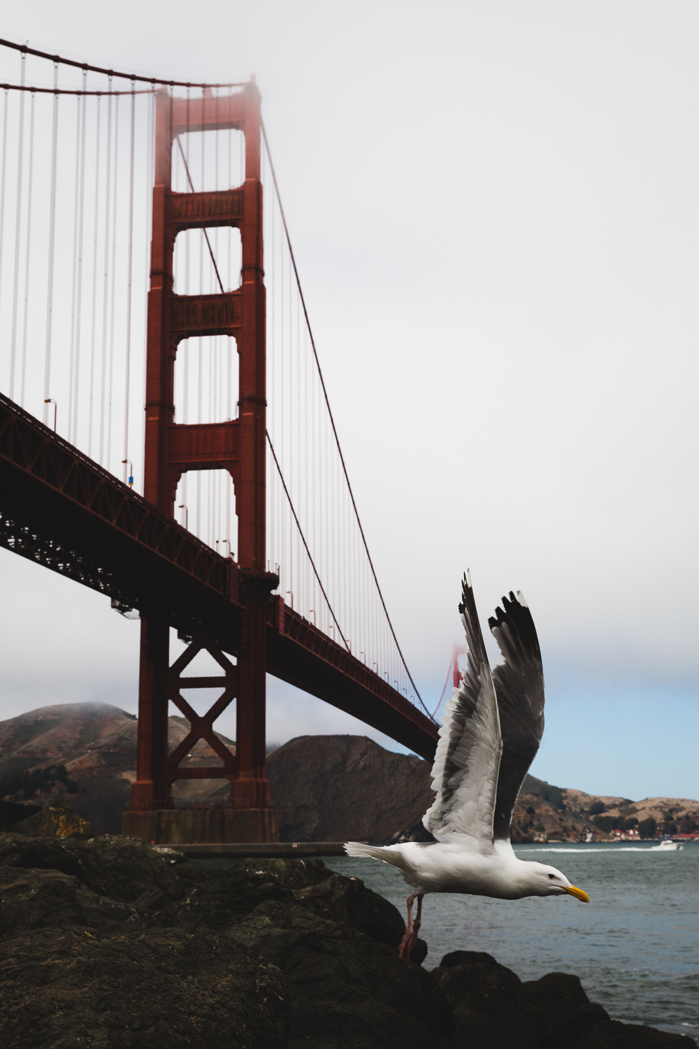 cp sf gg bridge bird.jpg