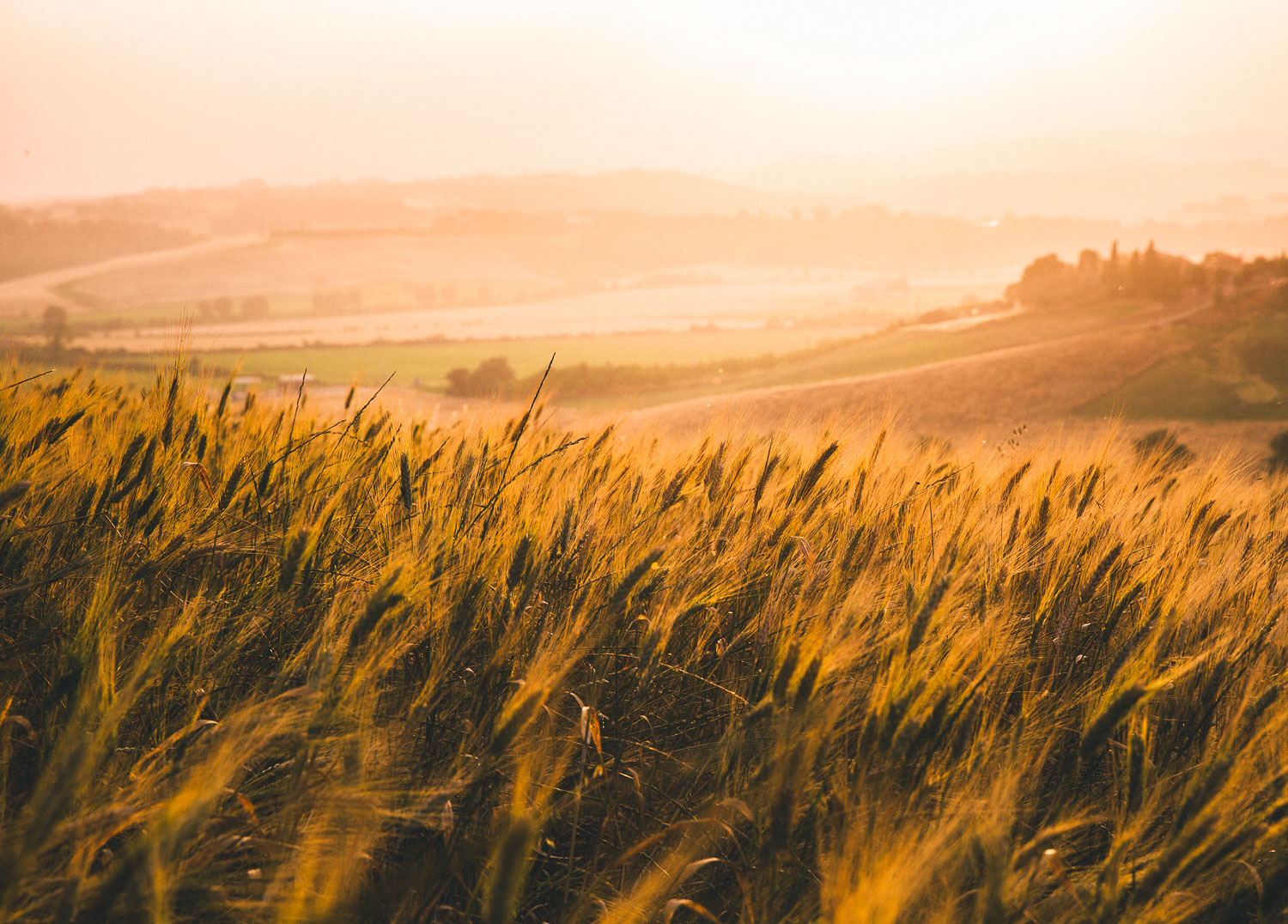 cp travel site wheat field.jpg