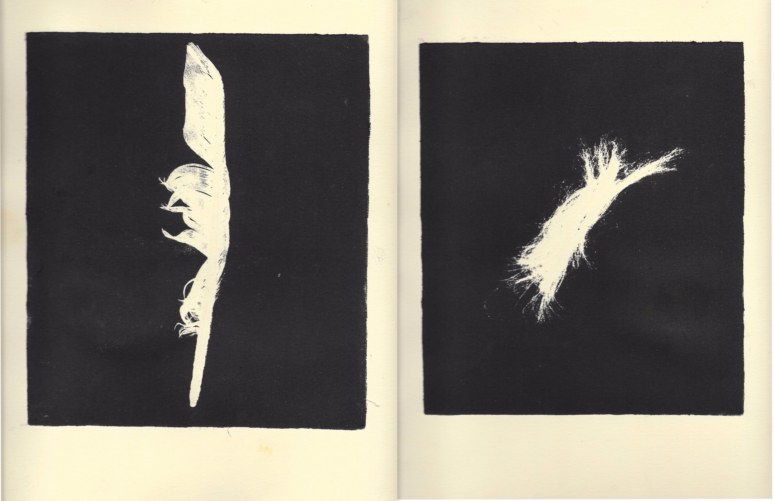 joined hair and feather.jpeg