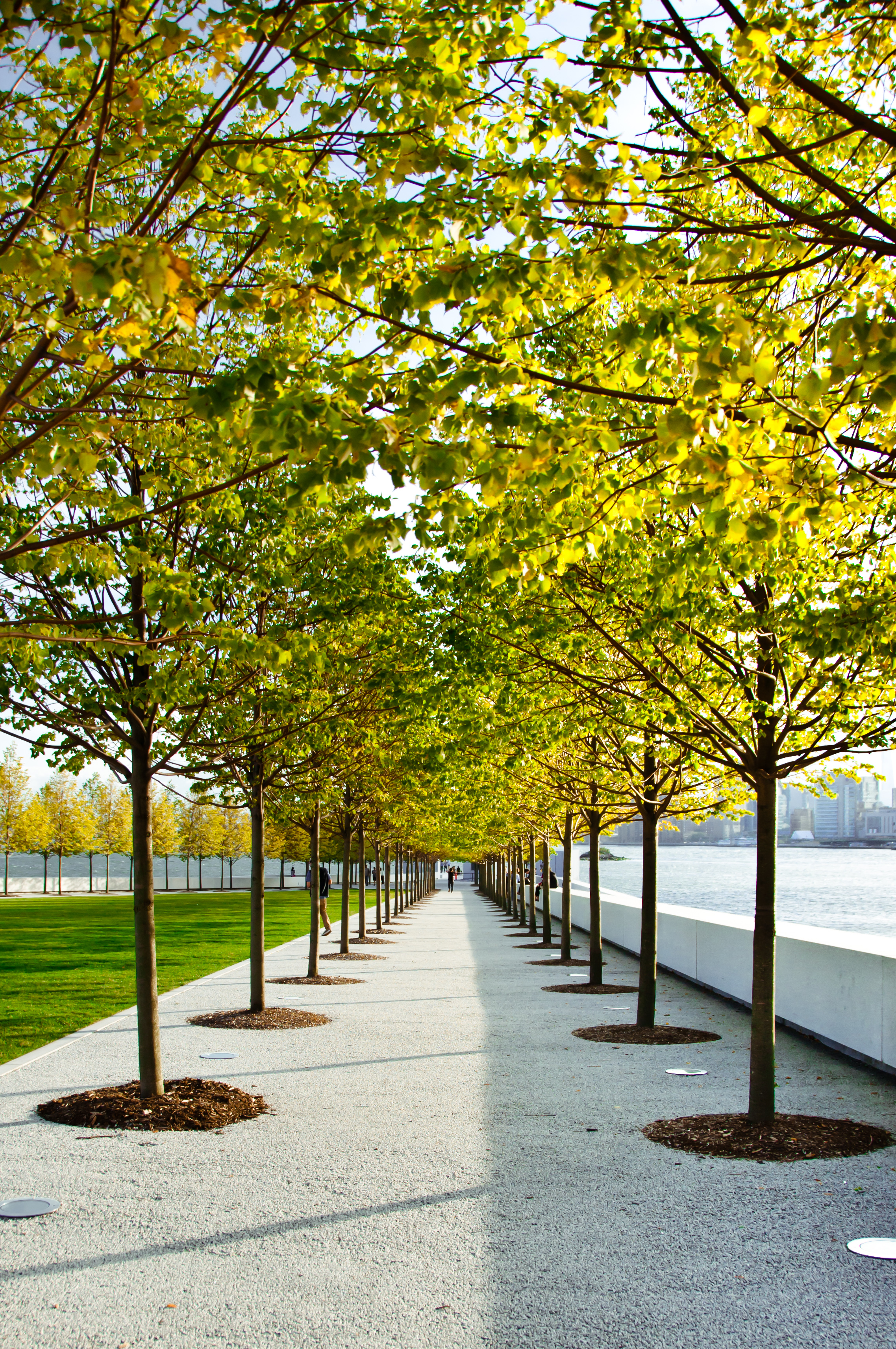 The Linden Trees in bloom. Photo © David Jiang. 