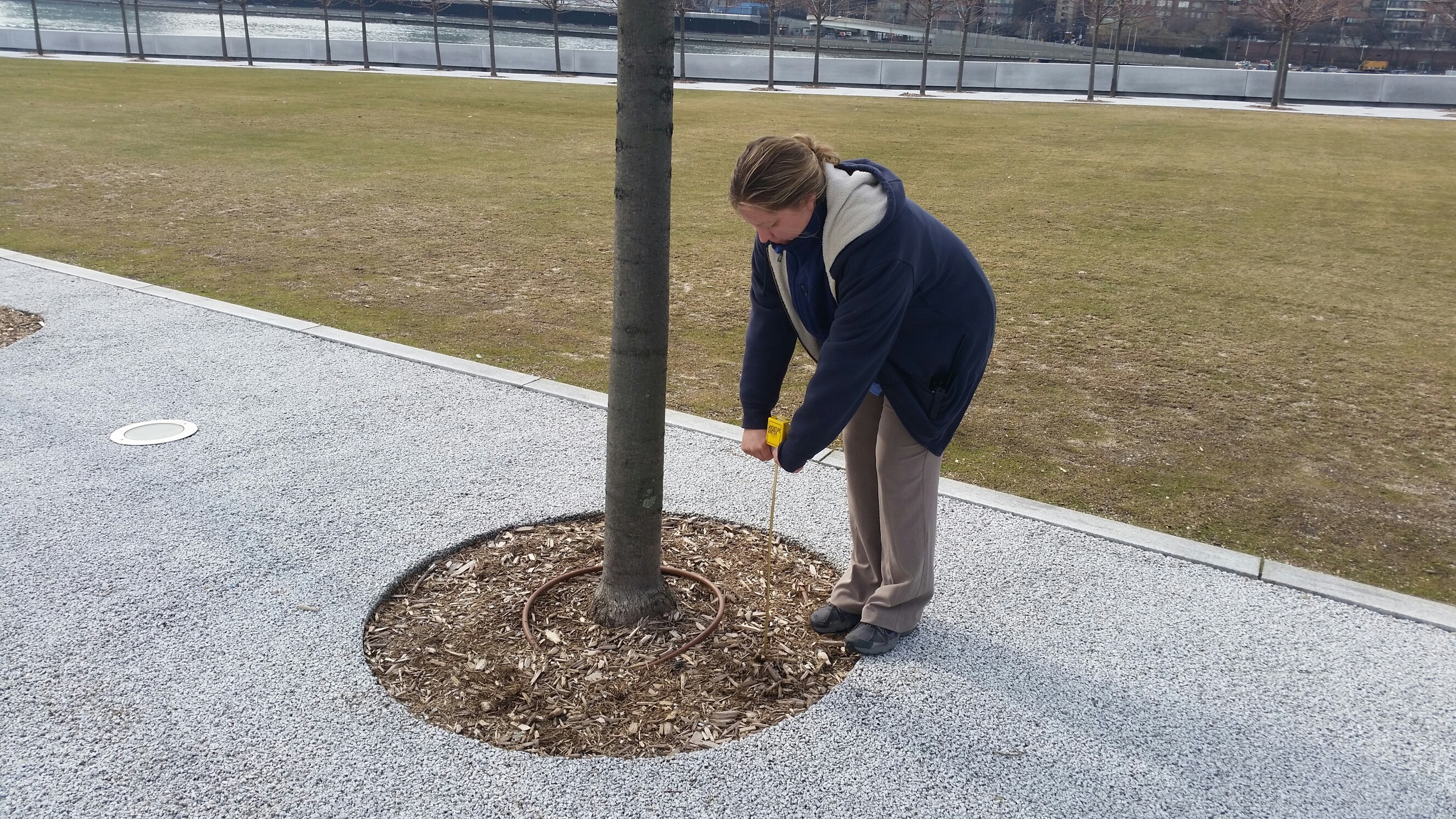 Angela taking a moisture reading at the Park this week. 