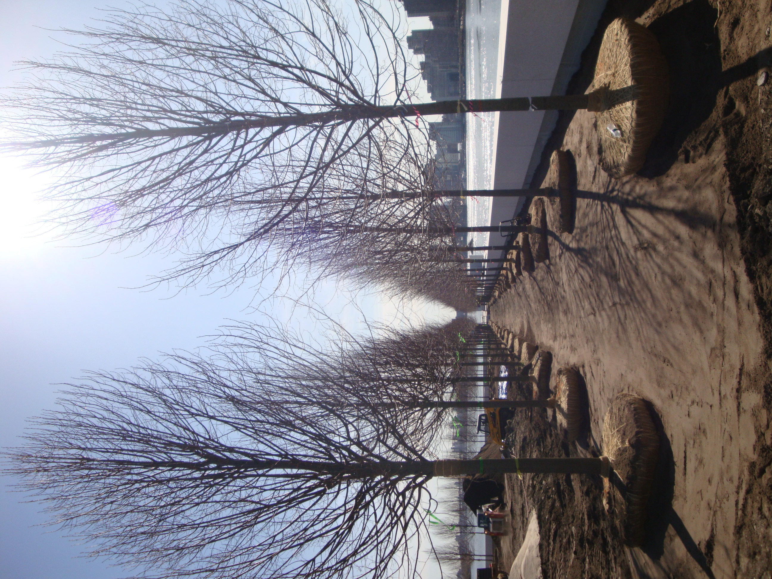 Linden trees waiting to be planted. 