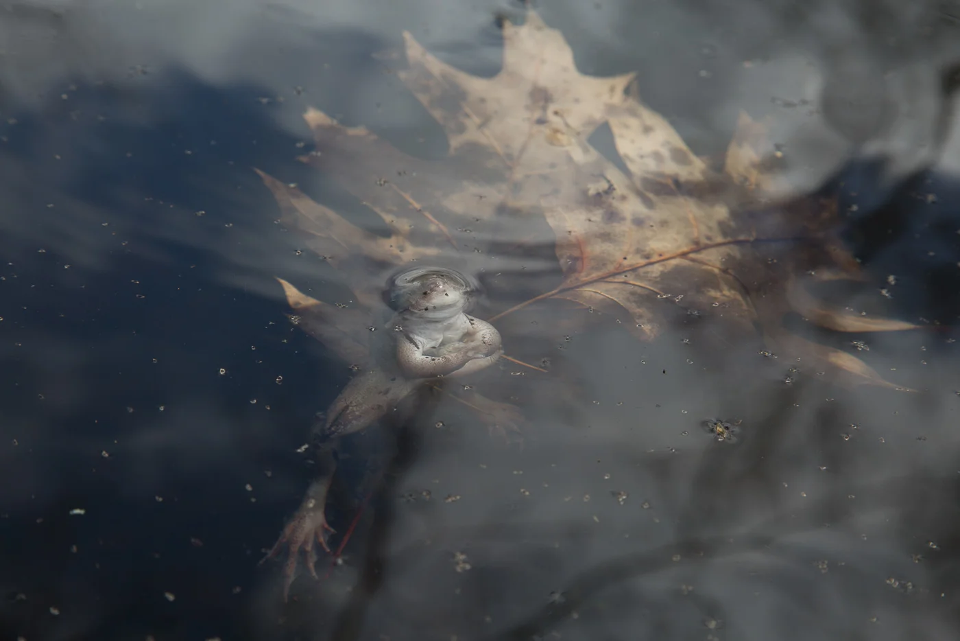 Gioia Kuss, "Grains of Rice, Drops of Water, and Our Lives"