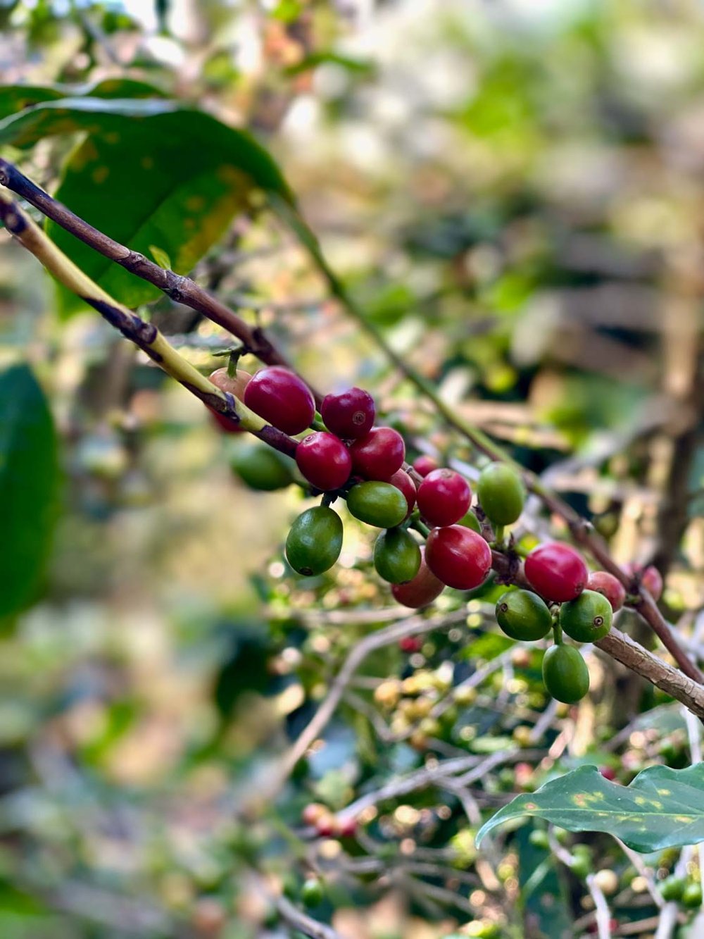  COFFEE BEANS 