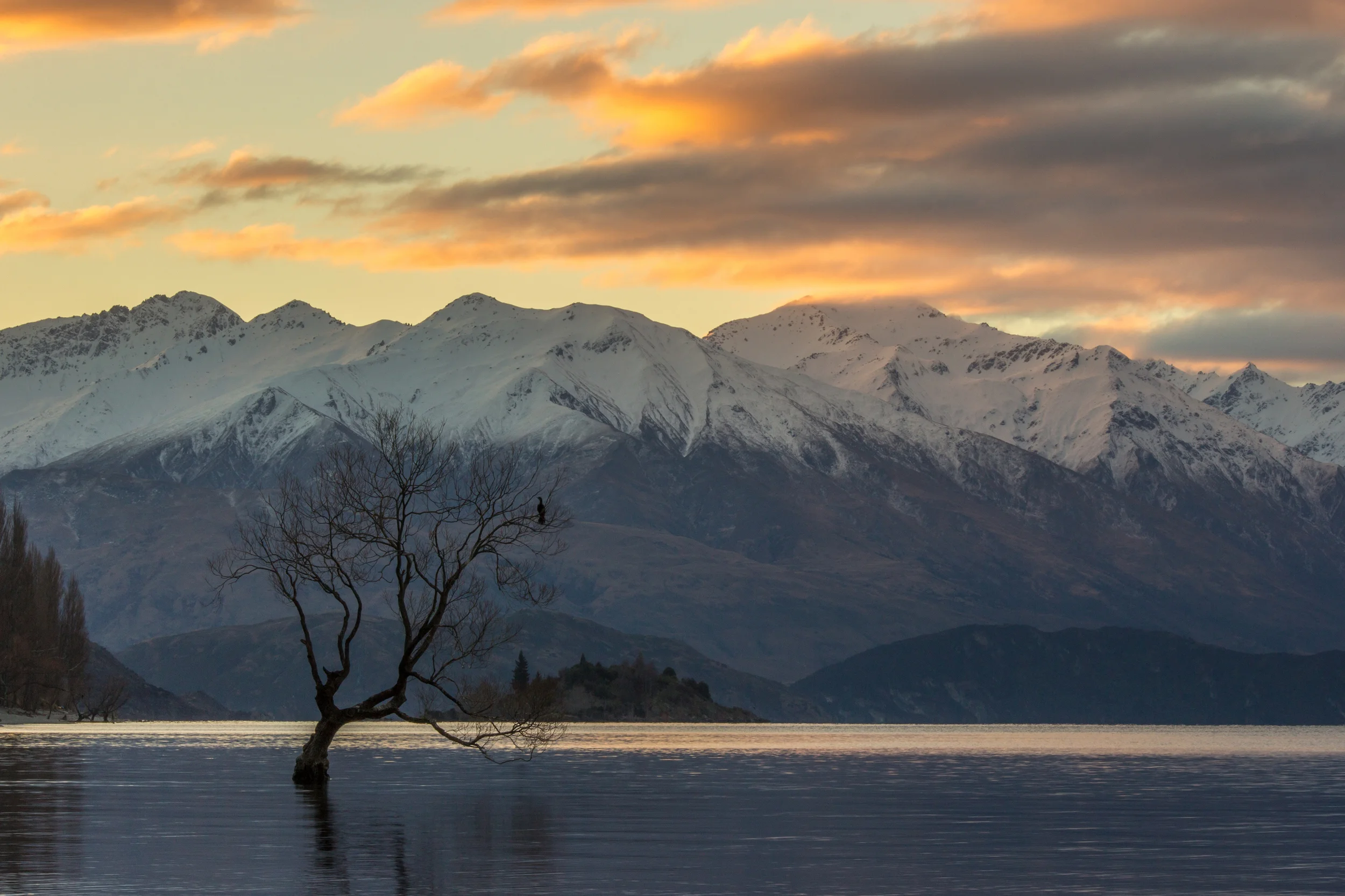 Wanaka Rental Trends