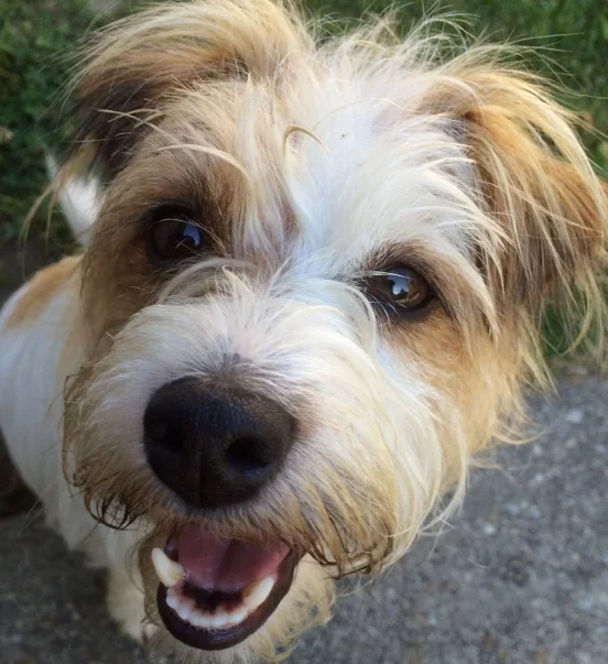 Pets and Rental Homes