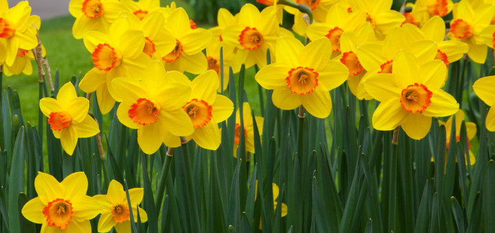 Daffodils-720x340.jpg