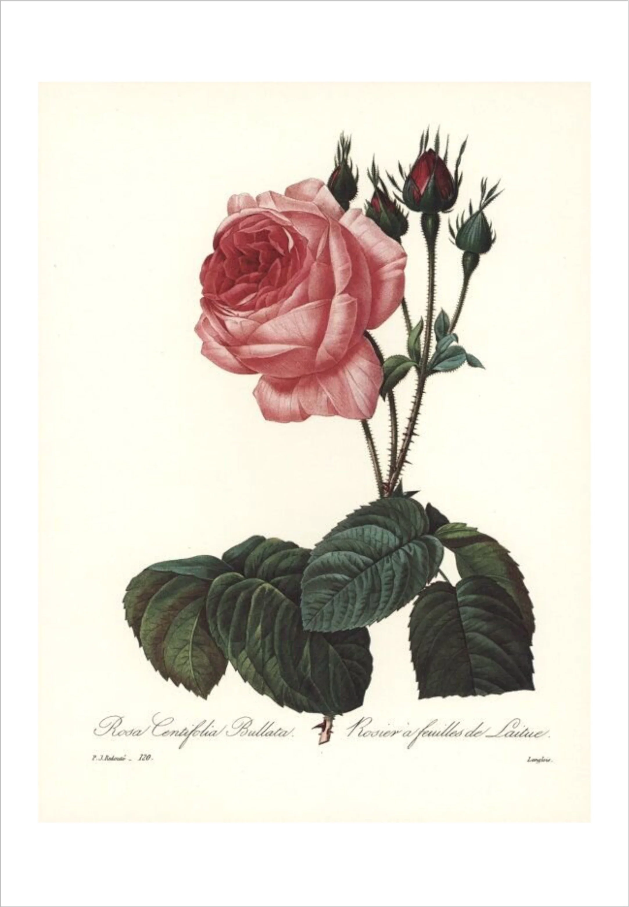 Flower Essences for Birth Workers: Master Workshop