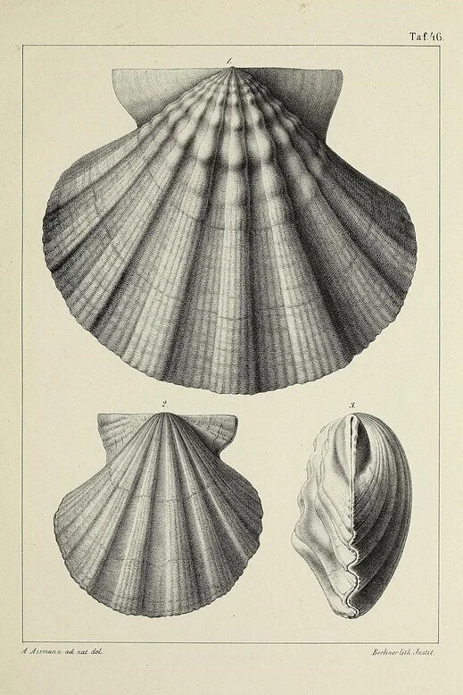 Advanced Ayurvedic &amp; Botanical Doula Practitioner Training: String Of Pearls Full Moon Class 12