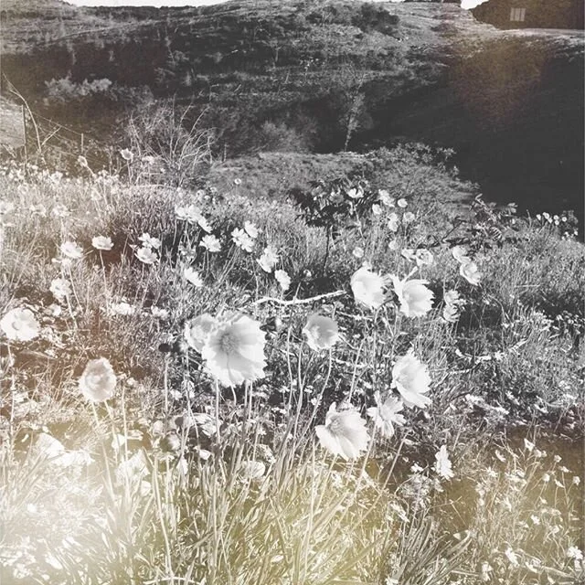 New Moon Chat: Working With Your Local Herbal Allies Presentations