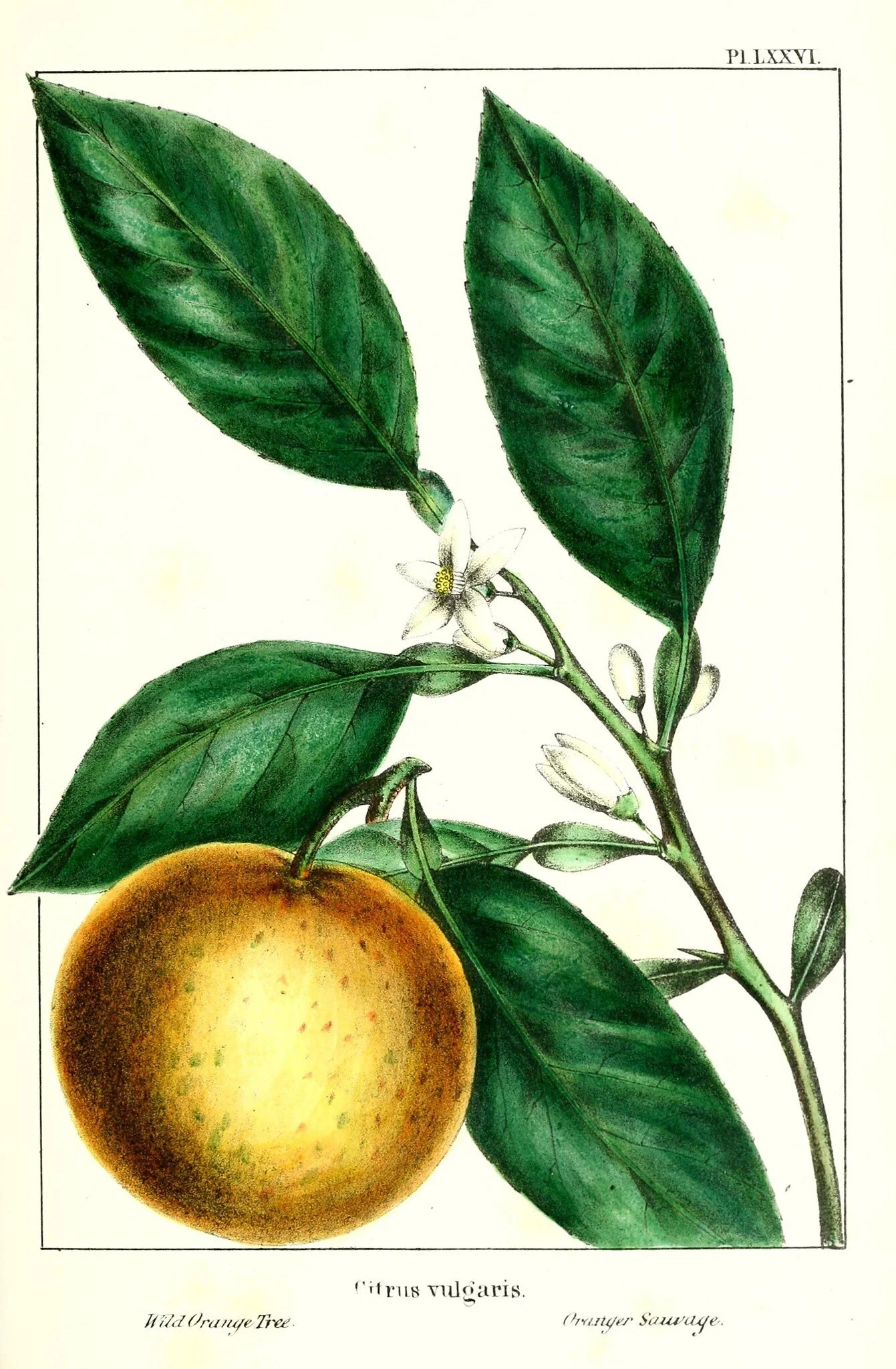 New Moon Chat: Neroli (Orange Blossom) As An Herbal Ally