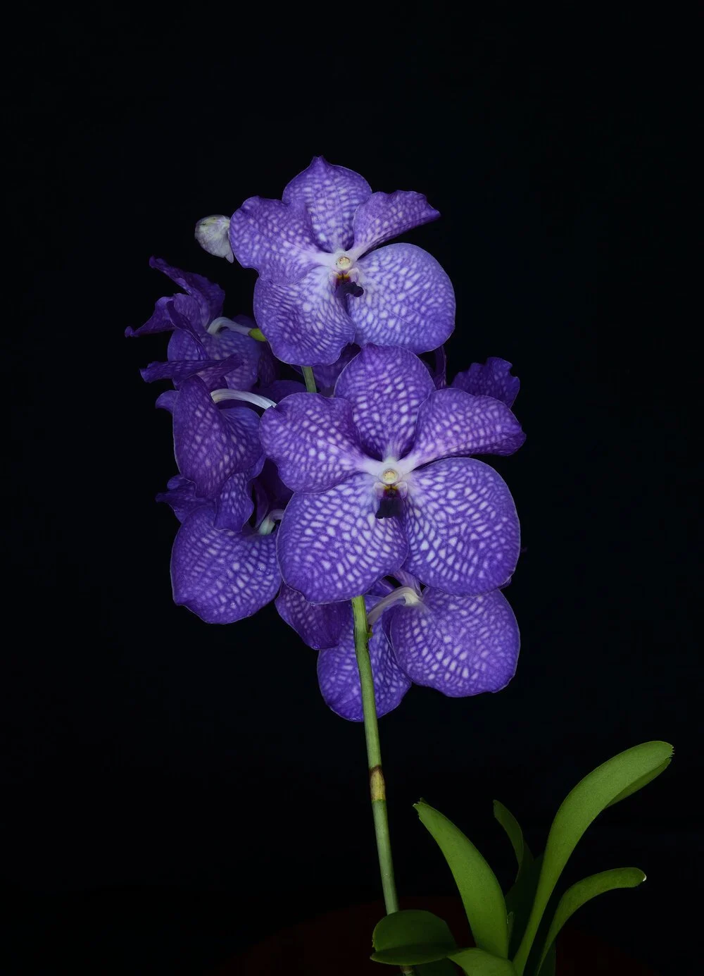 Orchid Priestess of Destiny