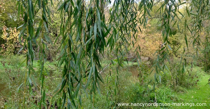 Weeping Willows By Creek.jpg