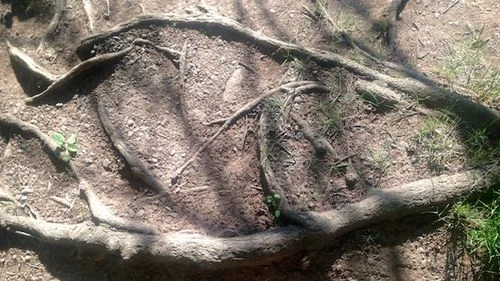 Roots.jpg