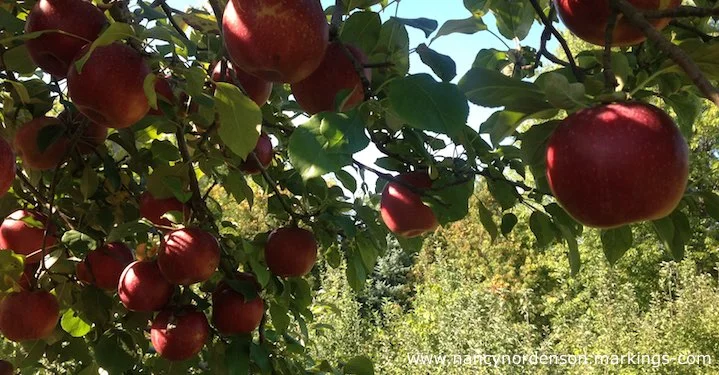 707. AppleOrchard.jpg