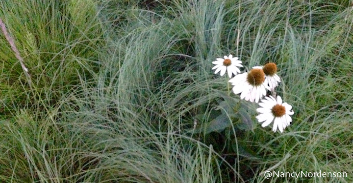 2019-08-14Daisies.jpeg