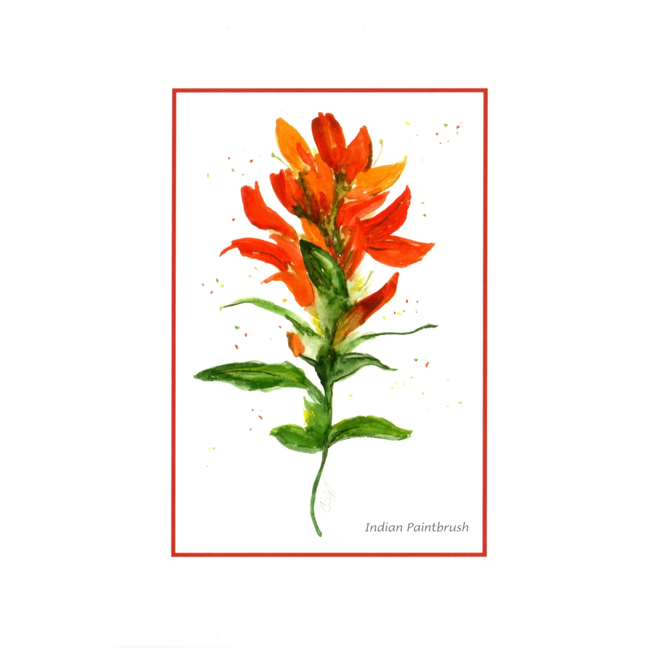 Card Indian Paintbrush cdwcfipl sq.jpg